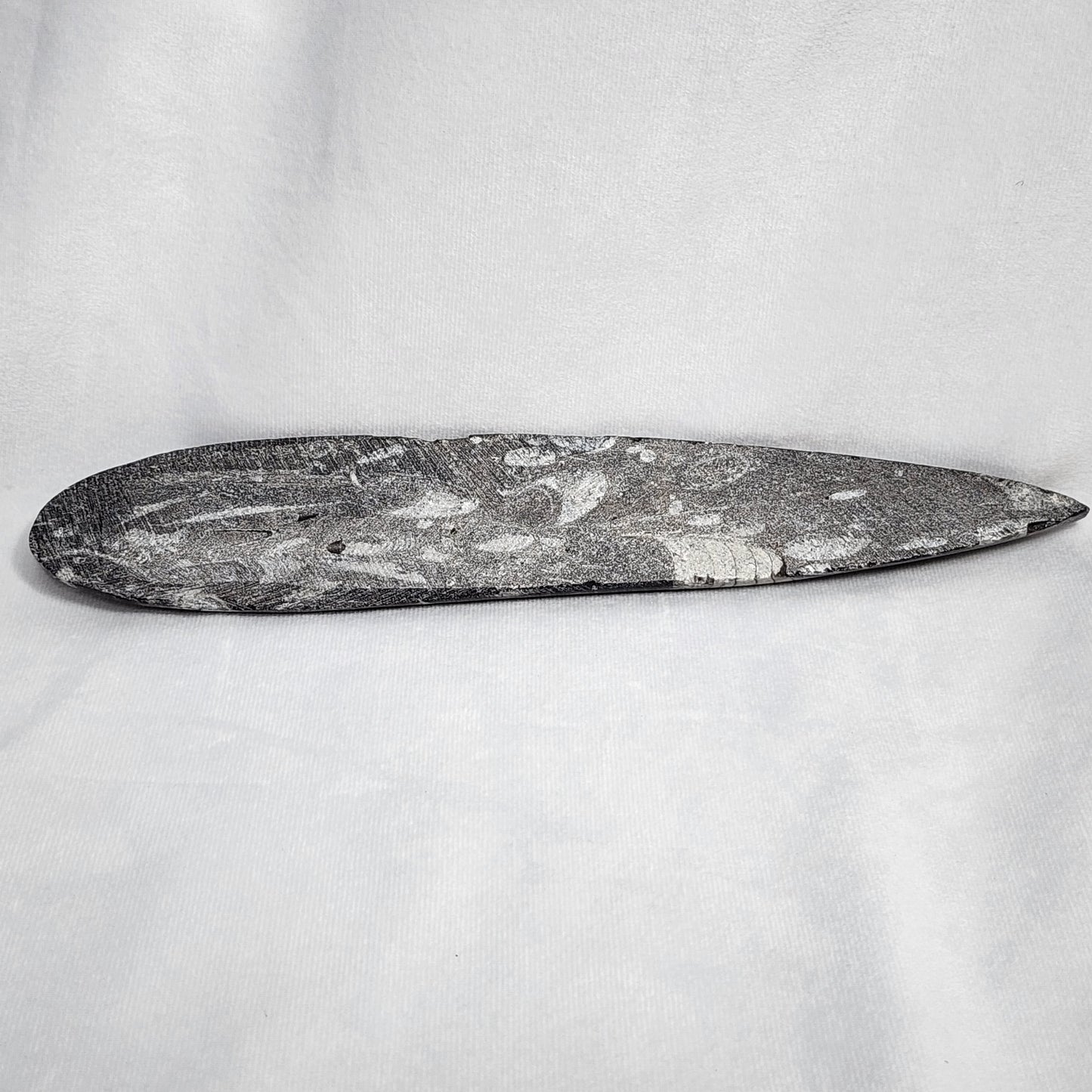 Astonishing Orthoceras Single