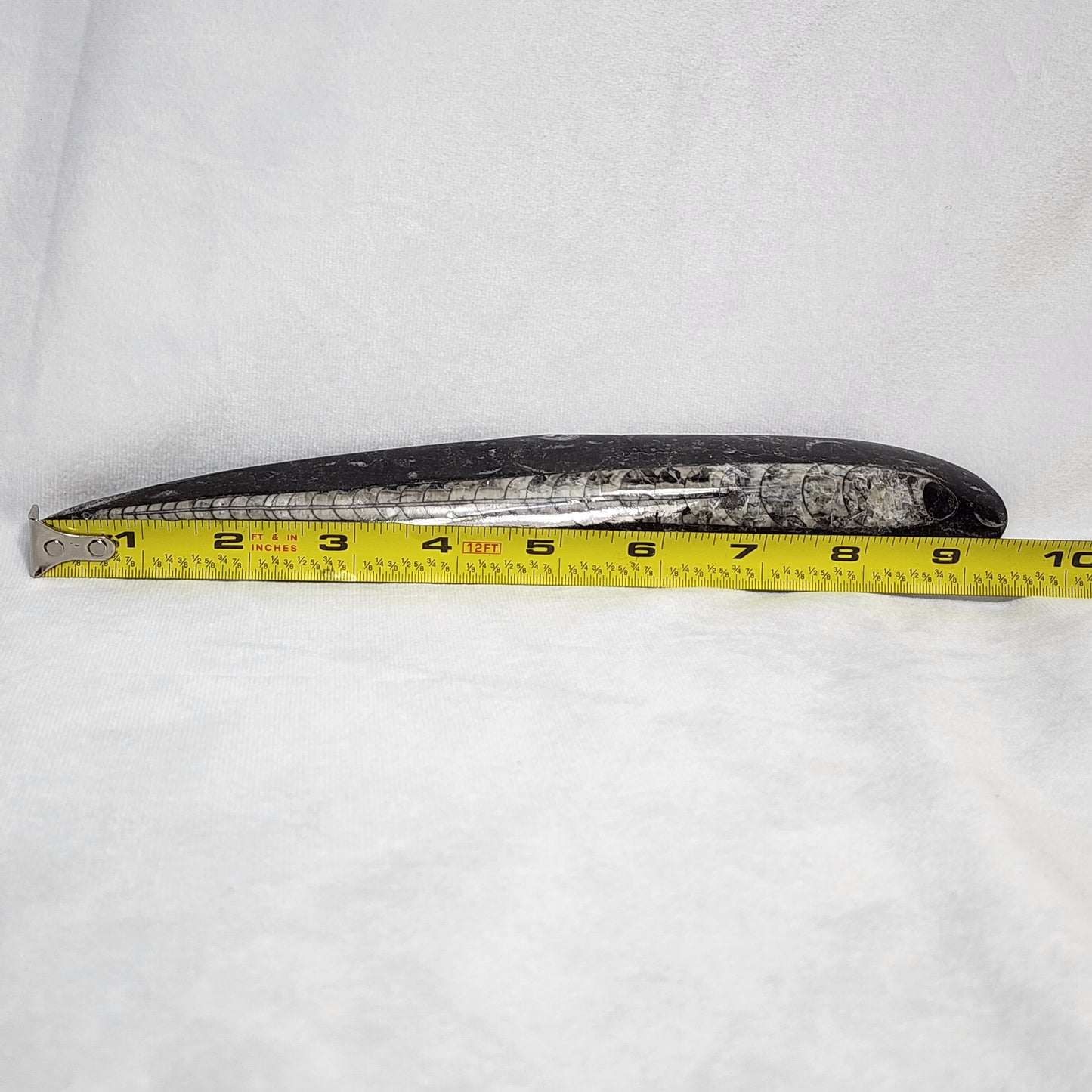 Astonishing Orthoceras Single