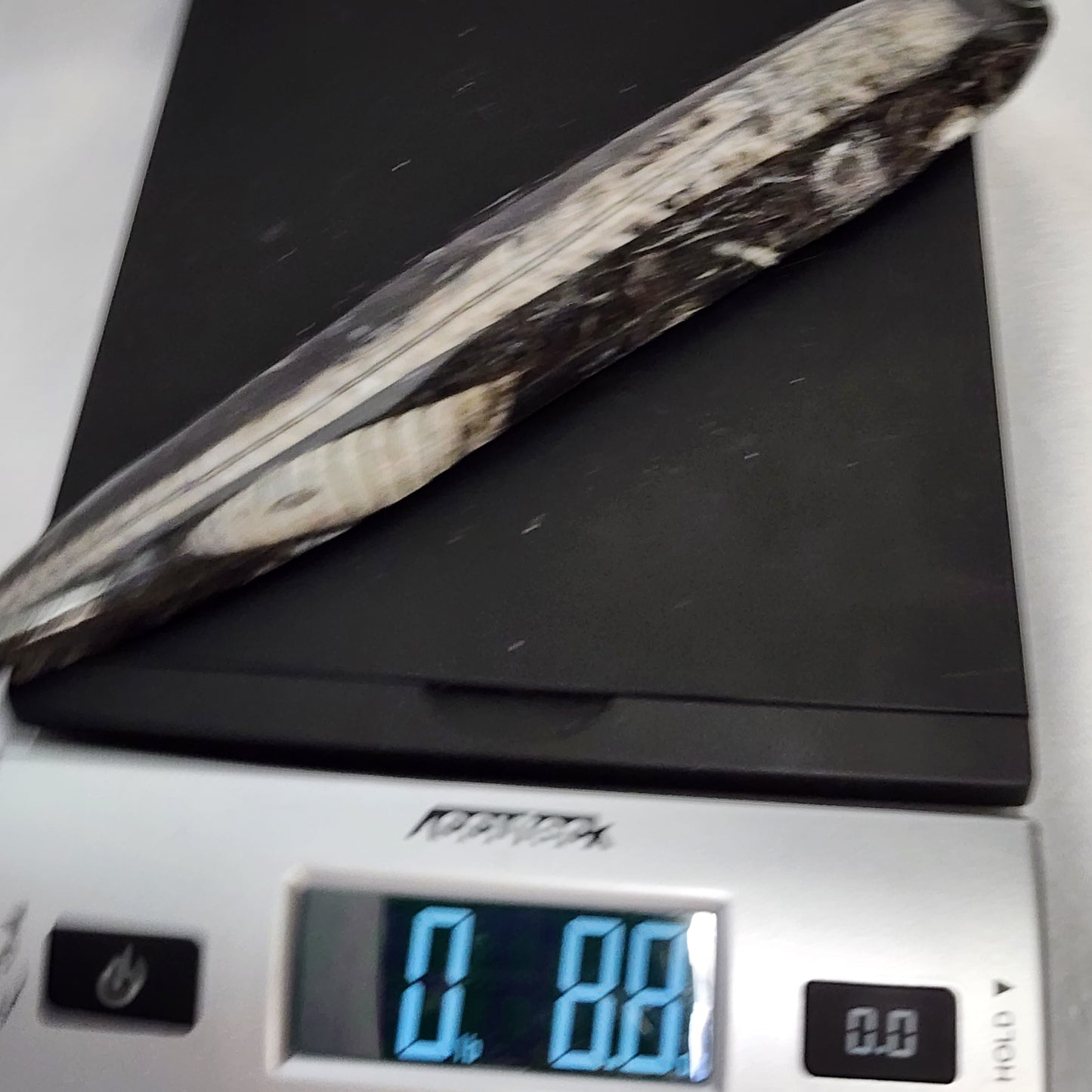 Astonishing Orthoceras Single