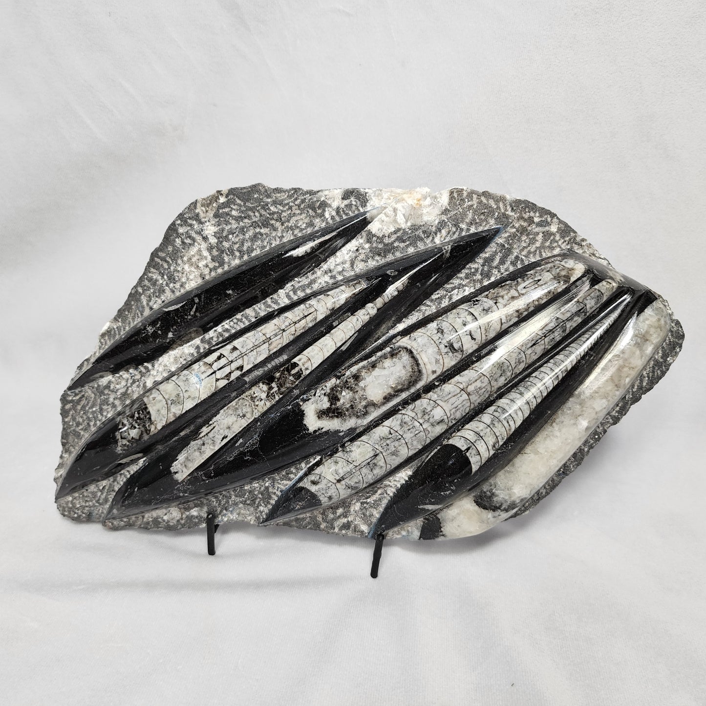 Marvelous Orthoceras Plate