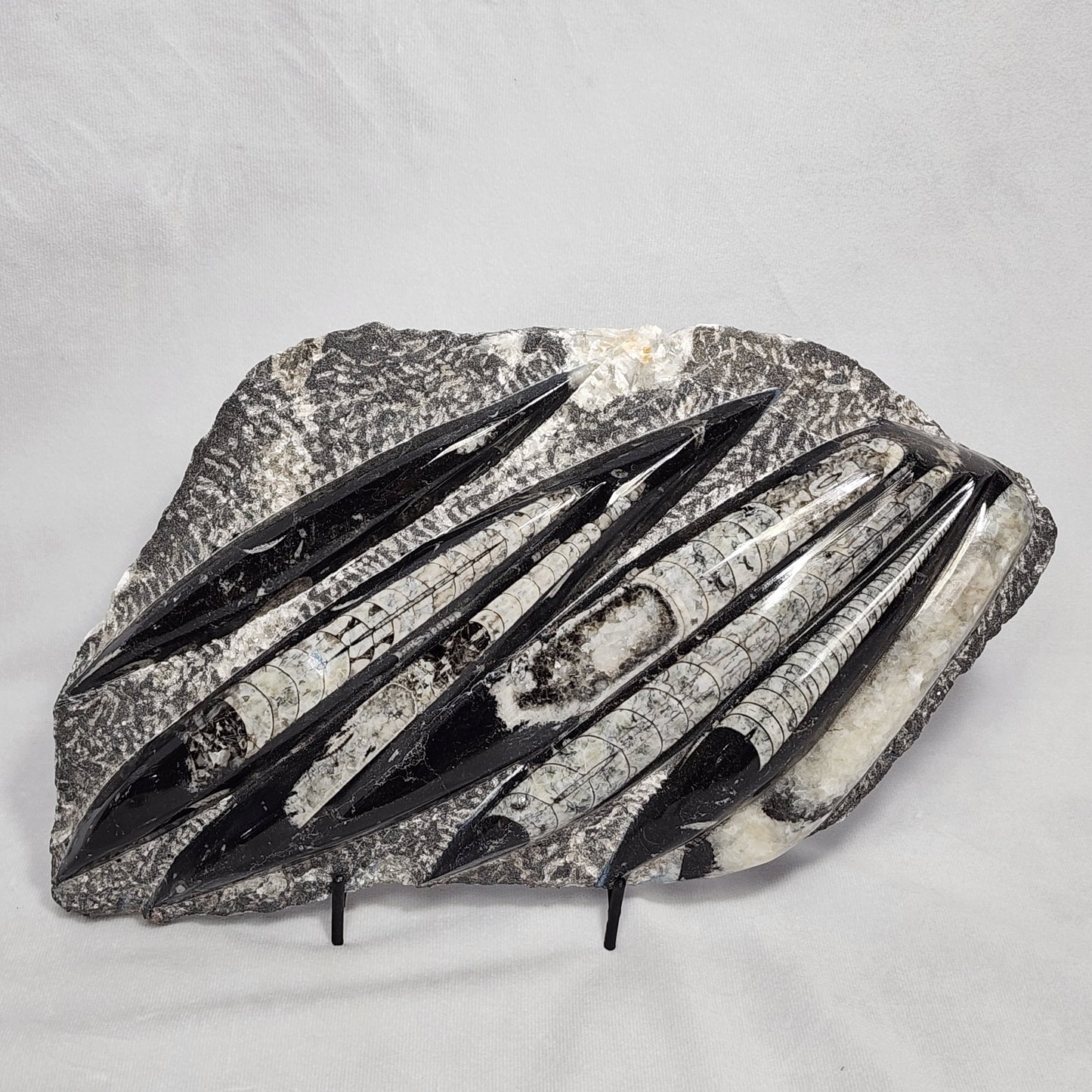 Marvelous Orthoceras Plate