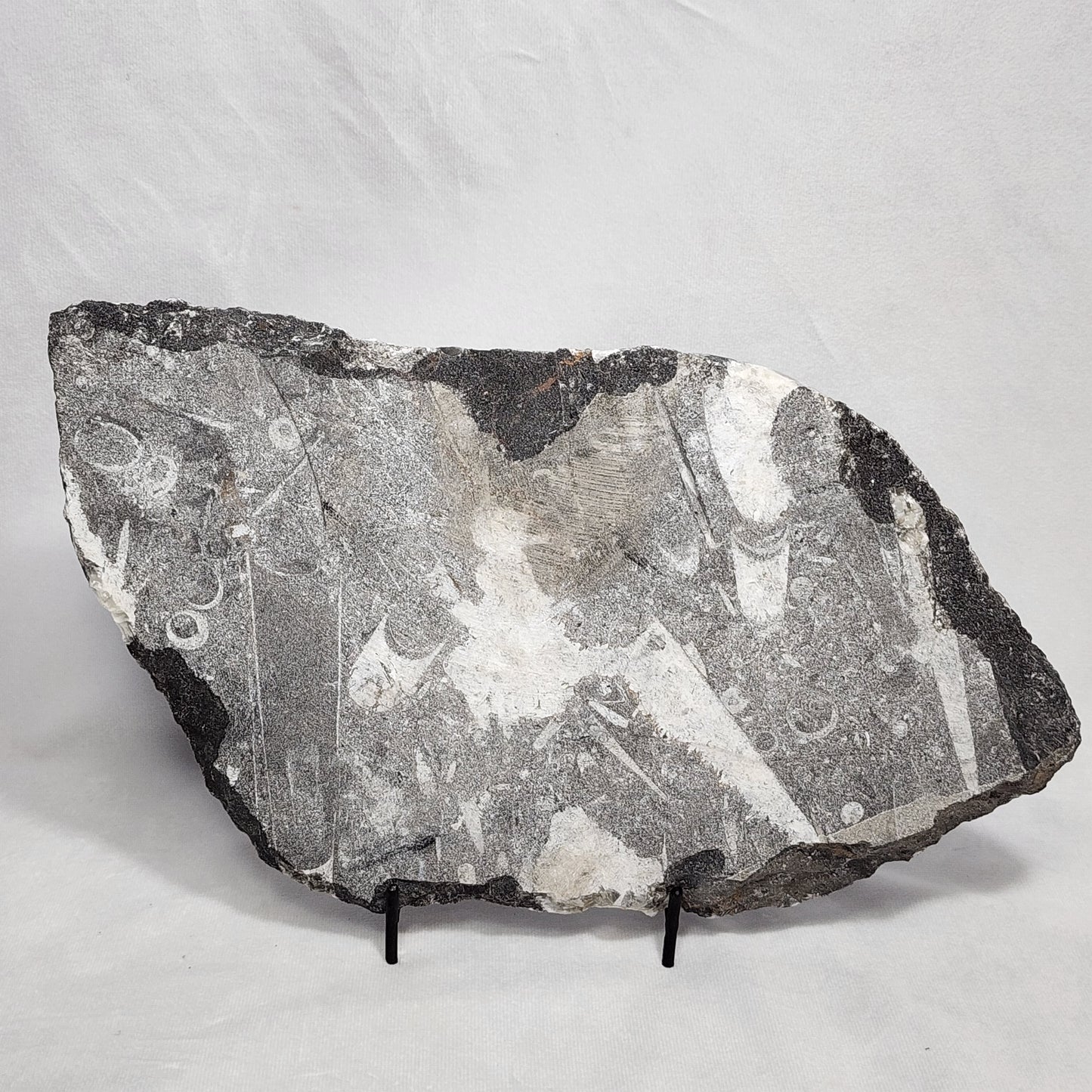 Marvelous Orthoceras Plate