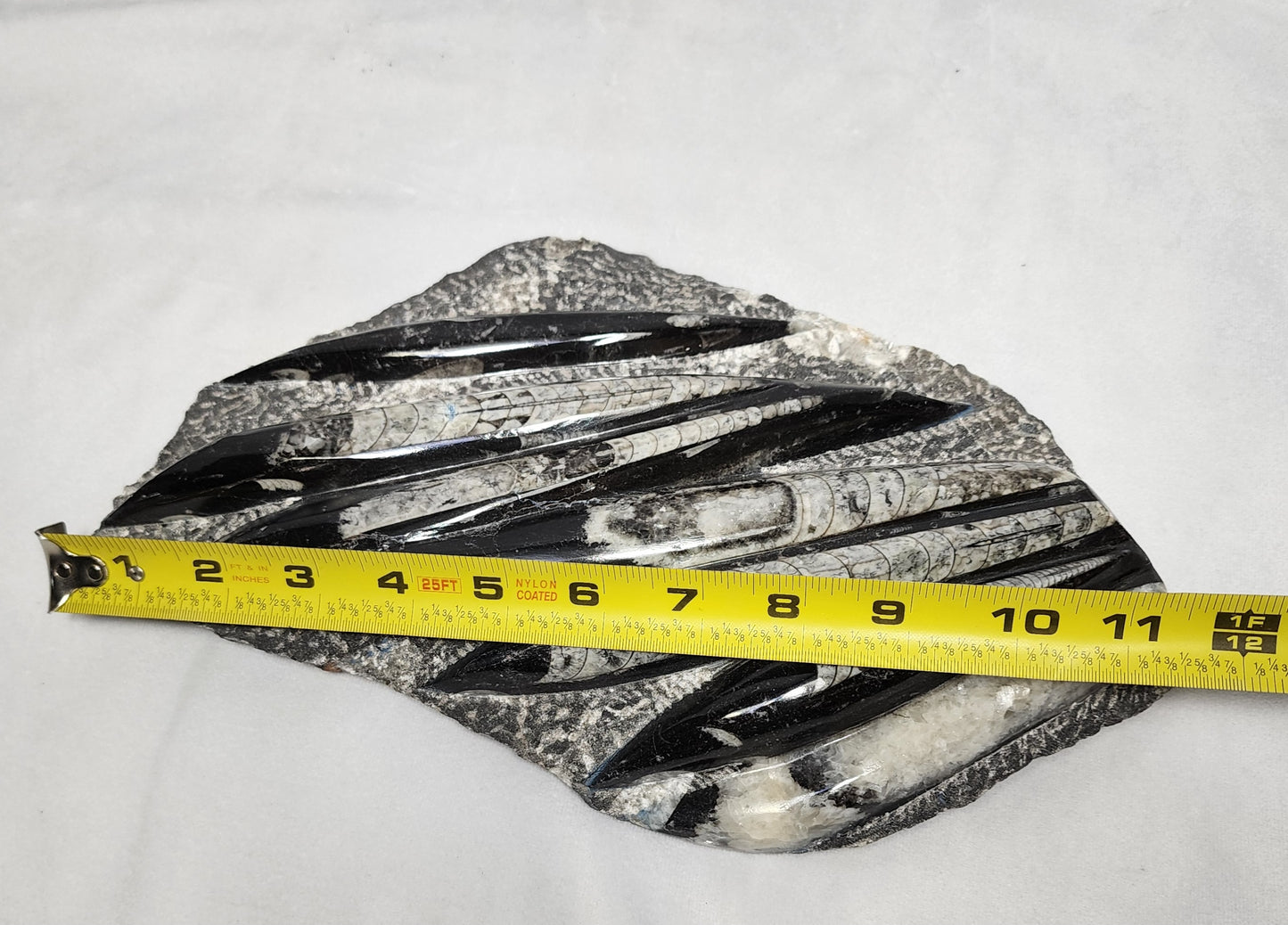 Marvelous Orthoceras Plate