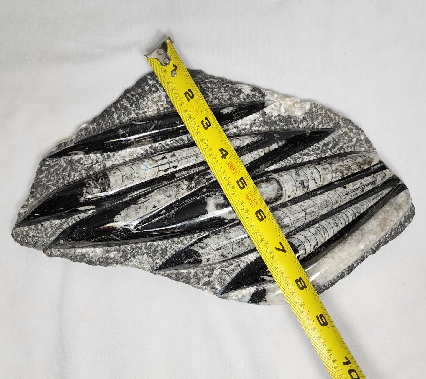 Marvelous Orthoceras Plate