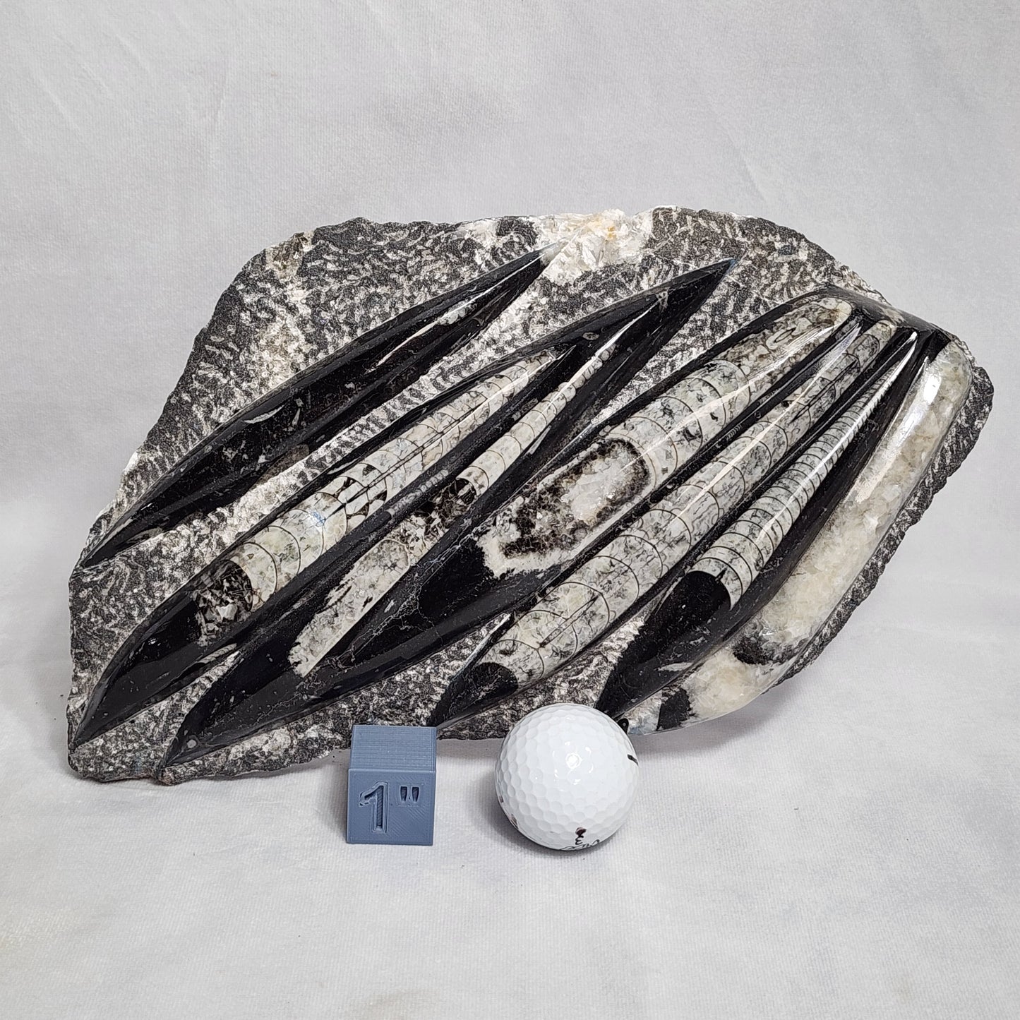 Marvelous Orthoceras Plate