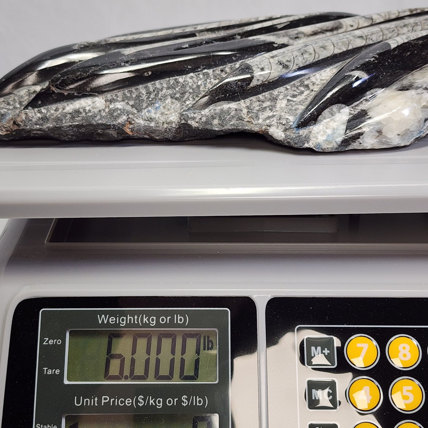 Marvelous Orthoceras Plate