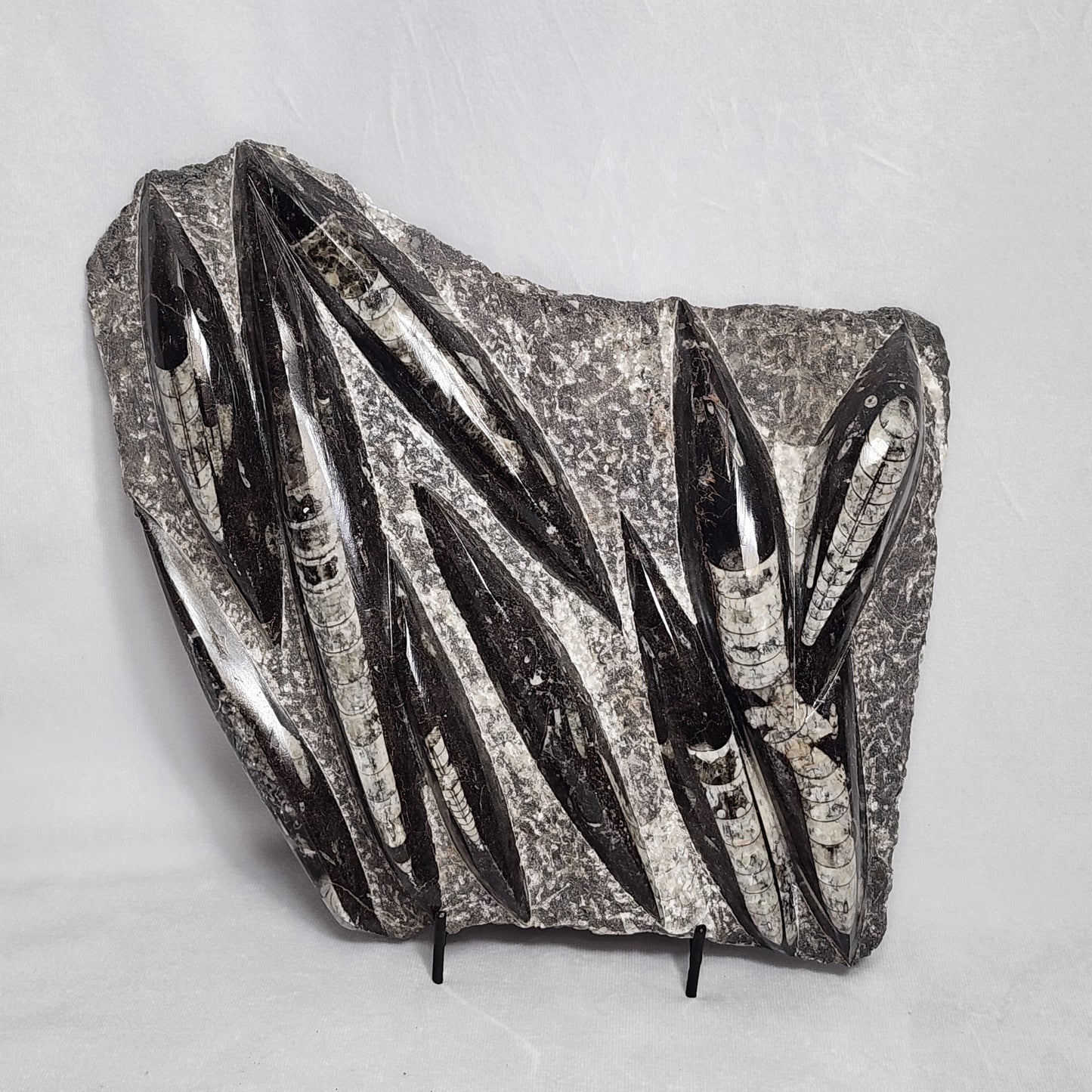 Fantastic Orthoceras Plate