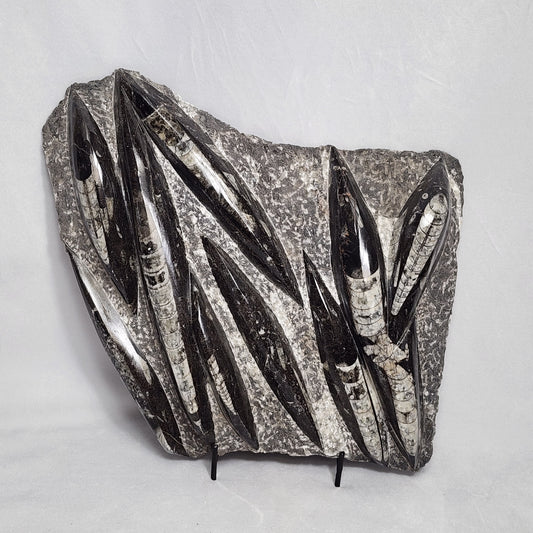 Fantastic Orthoceras Plate