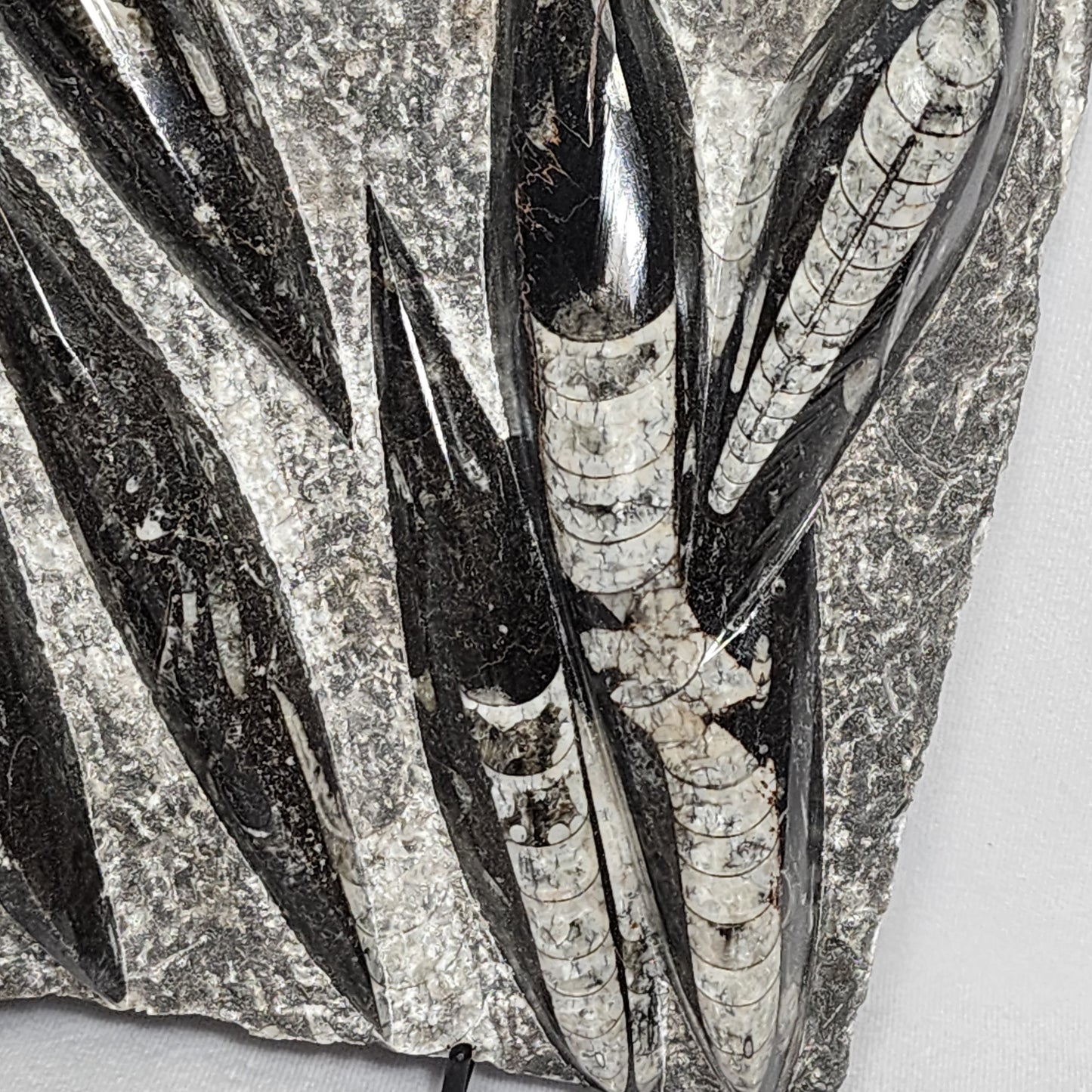 Fantastic Orthoceras Plate