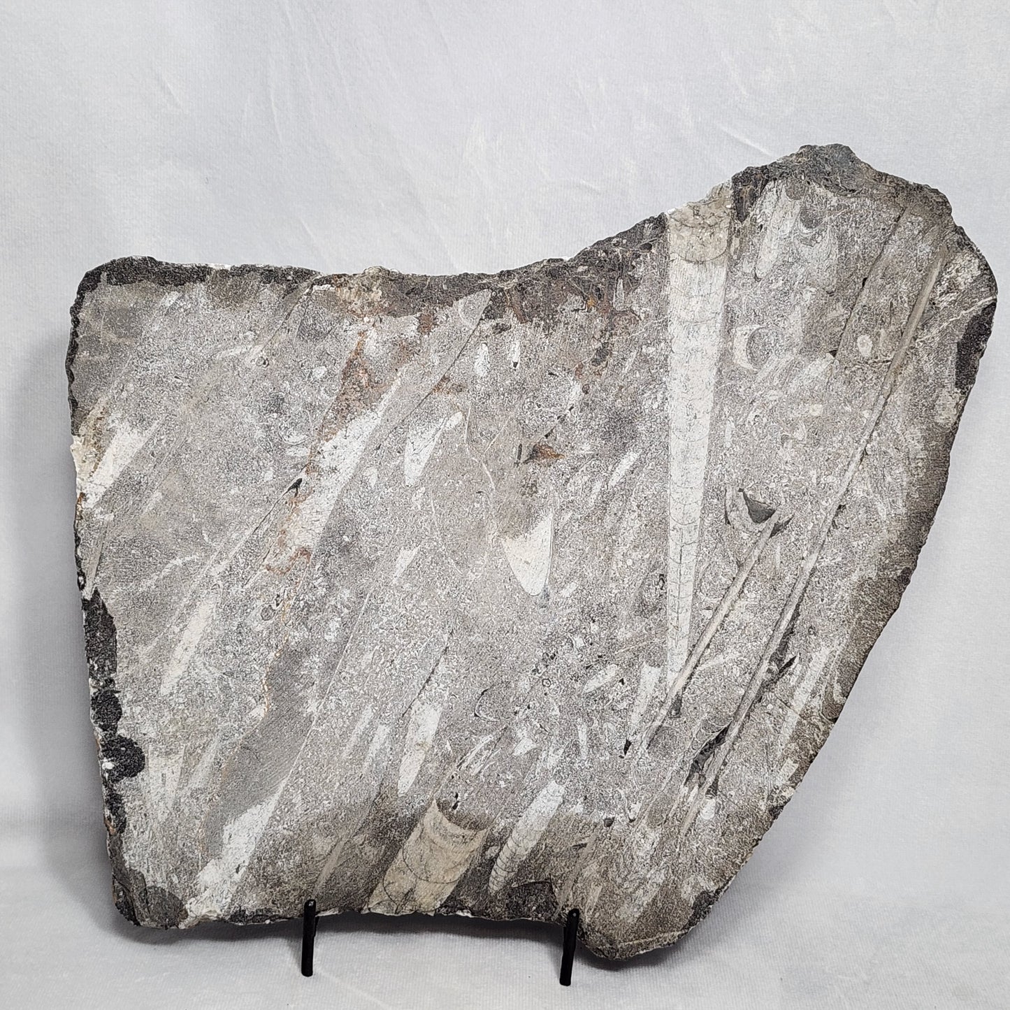 Fantastic Orthoceras Plate