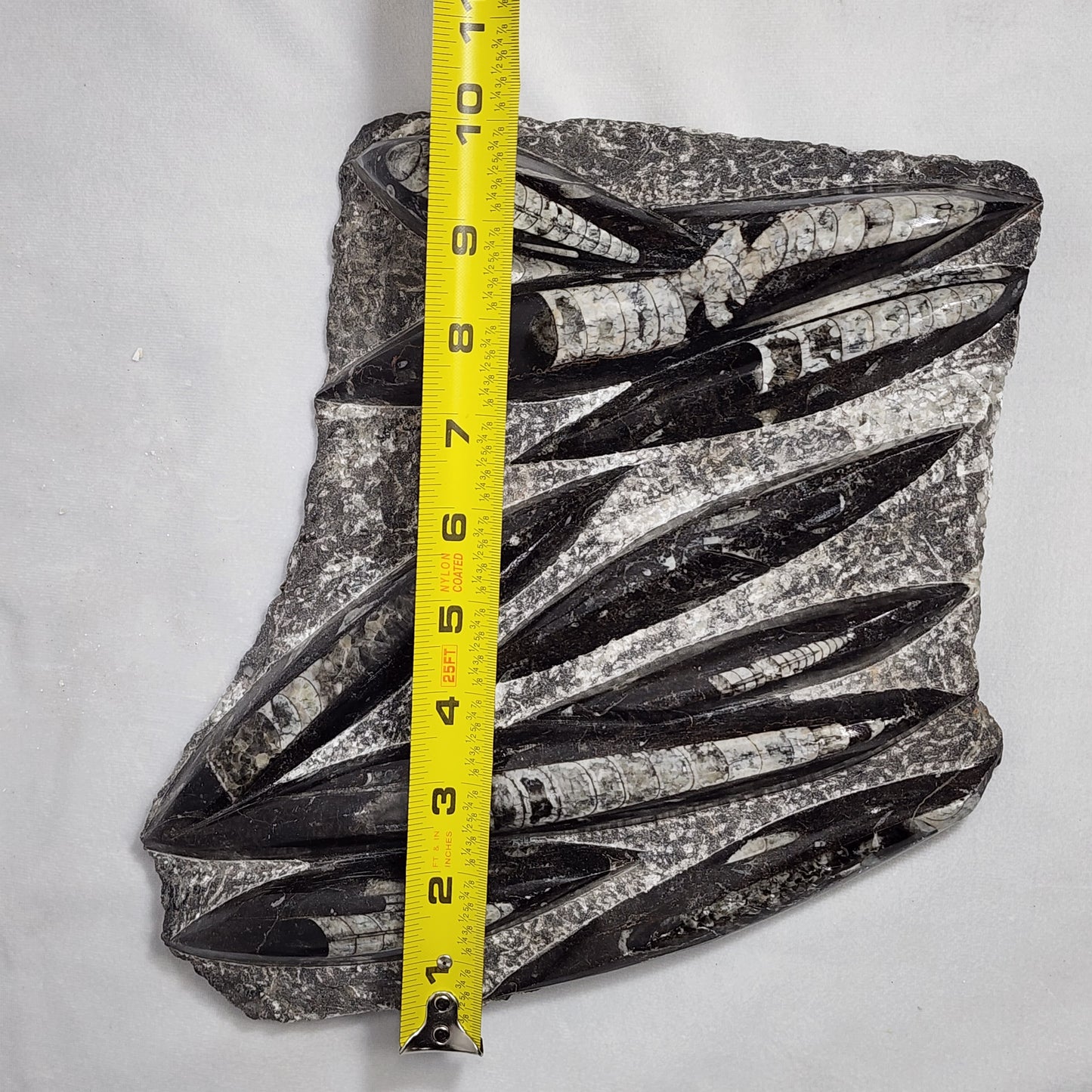 Fantastic Orthoceras Plate