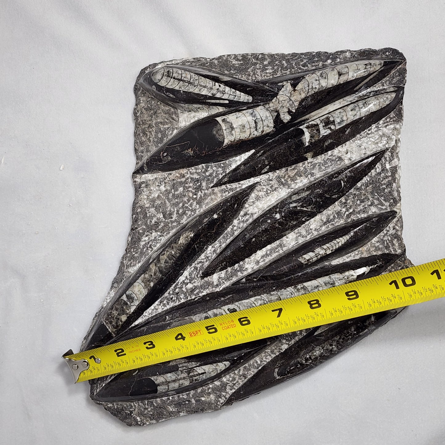 Fantastic Orthoceras Plate