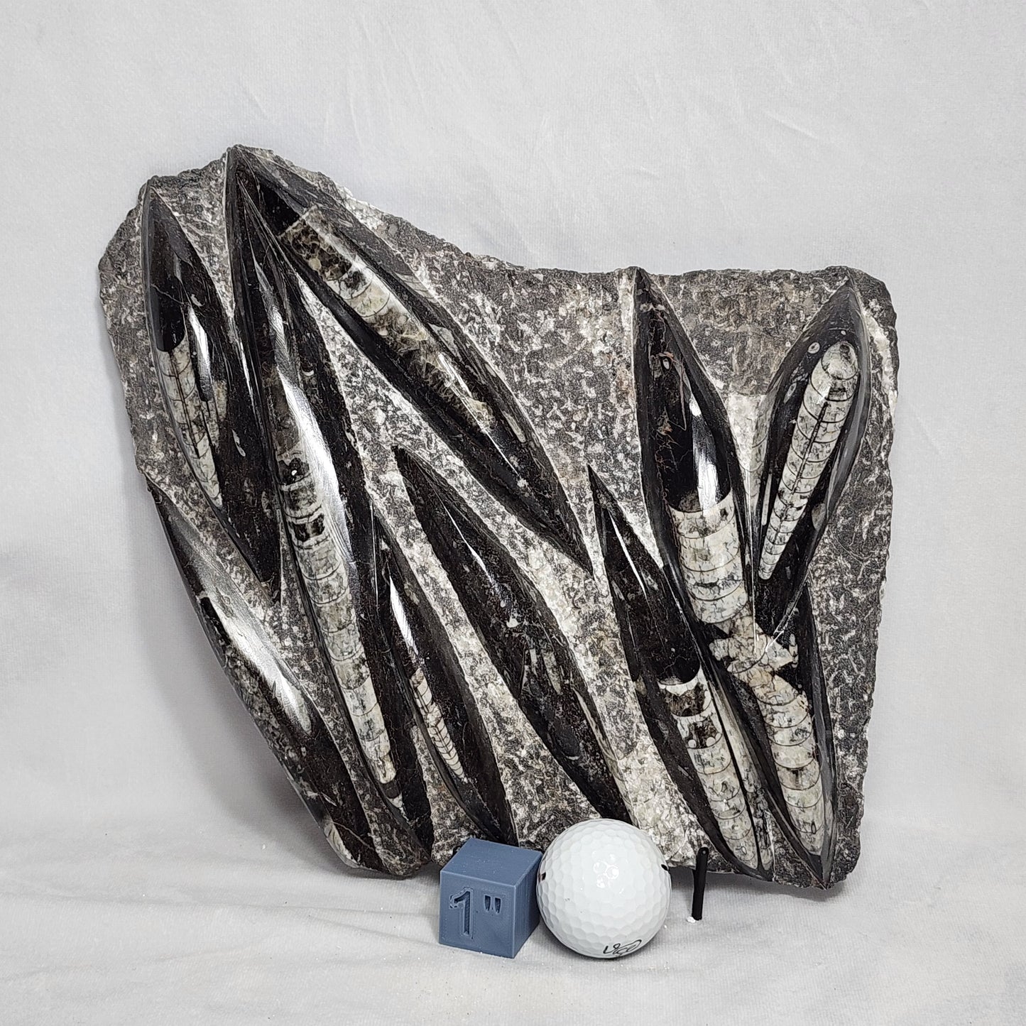 Fantastic Orthoceras Plate