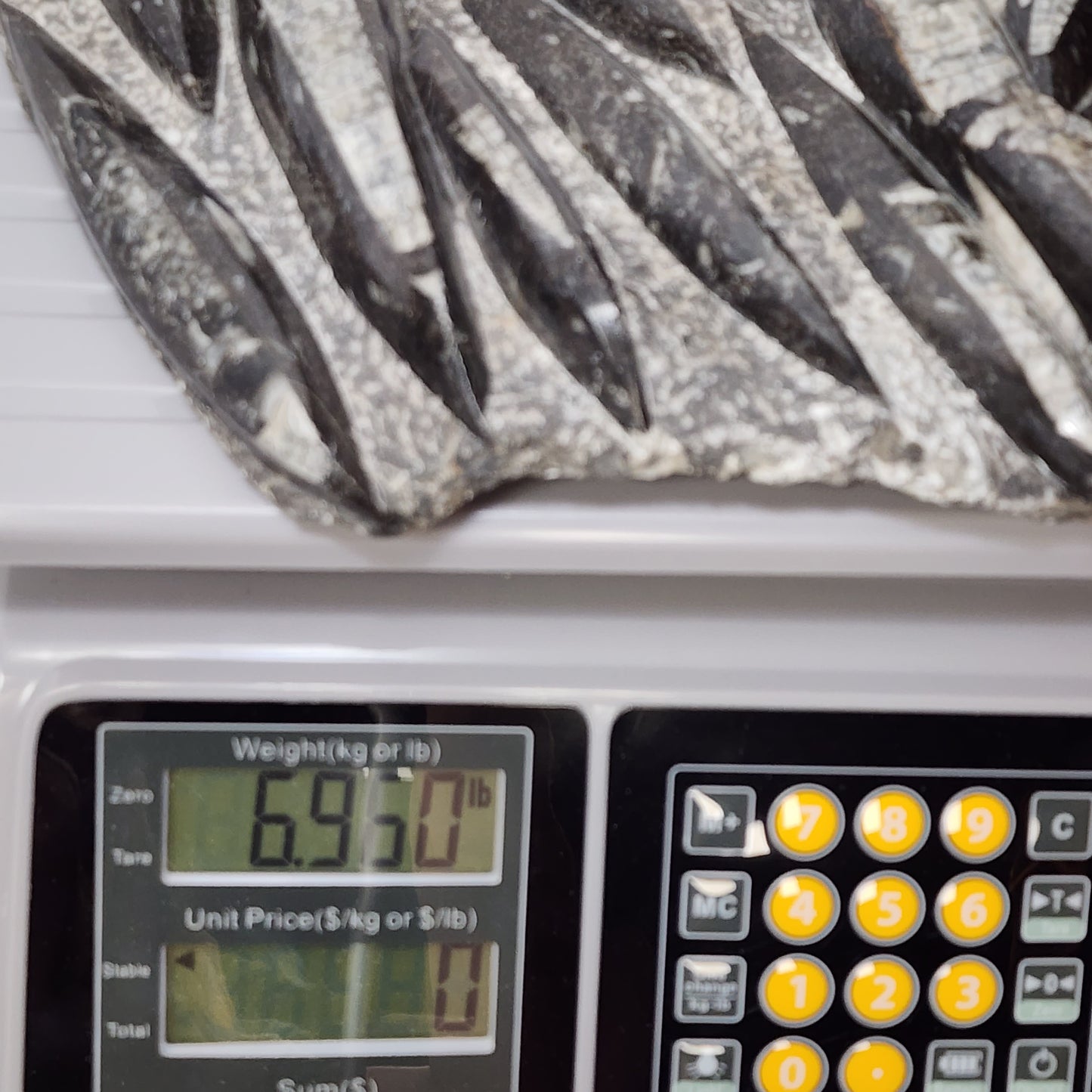 Fantastic Orthoceras Plate