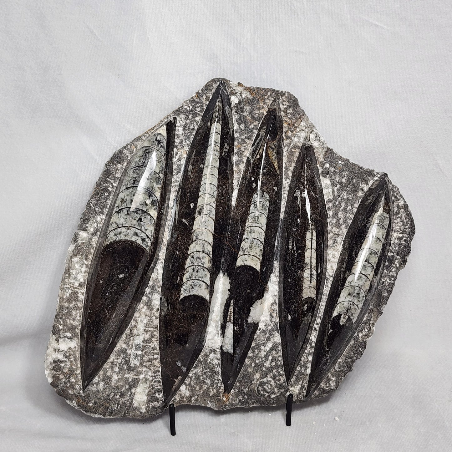 Gorgeous Orthoceras Plate