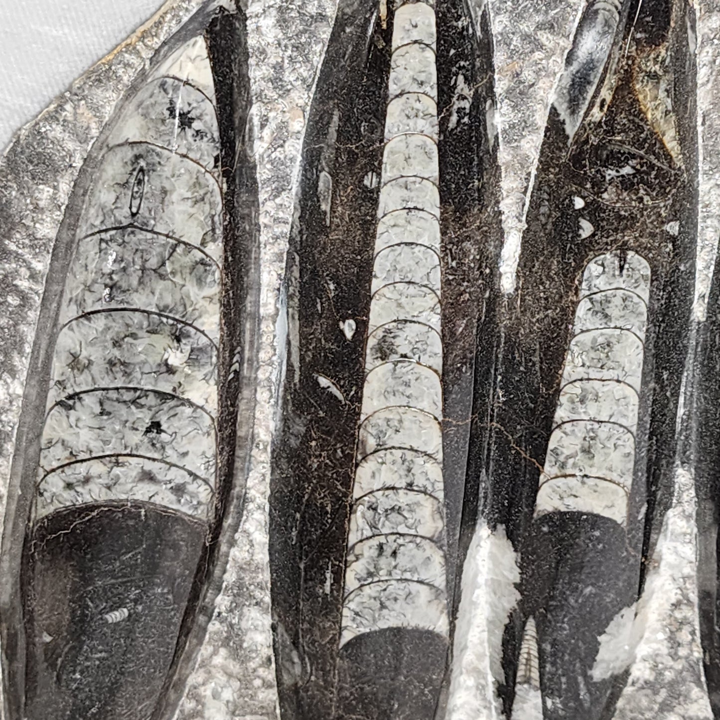 Gorgeous Orthoceras Plate