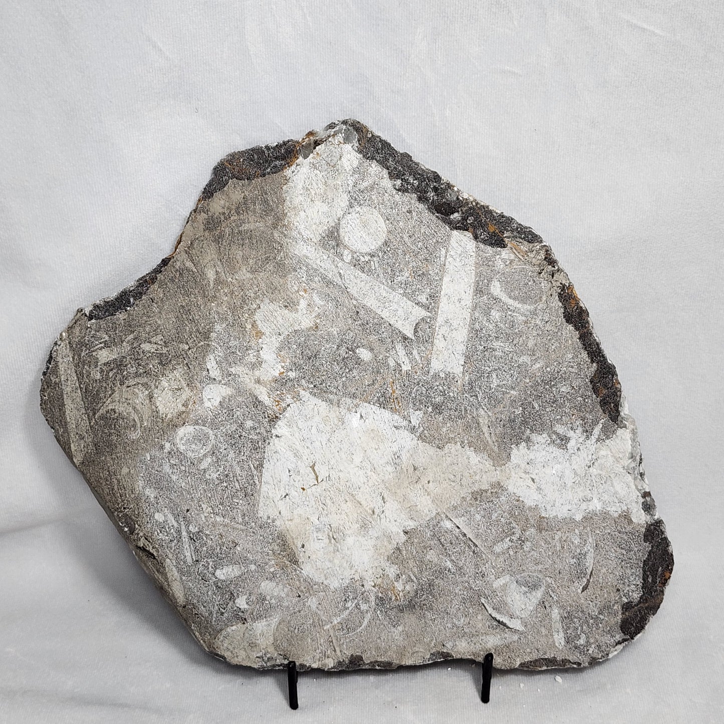 Gorgeous Orthoceras Plate