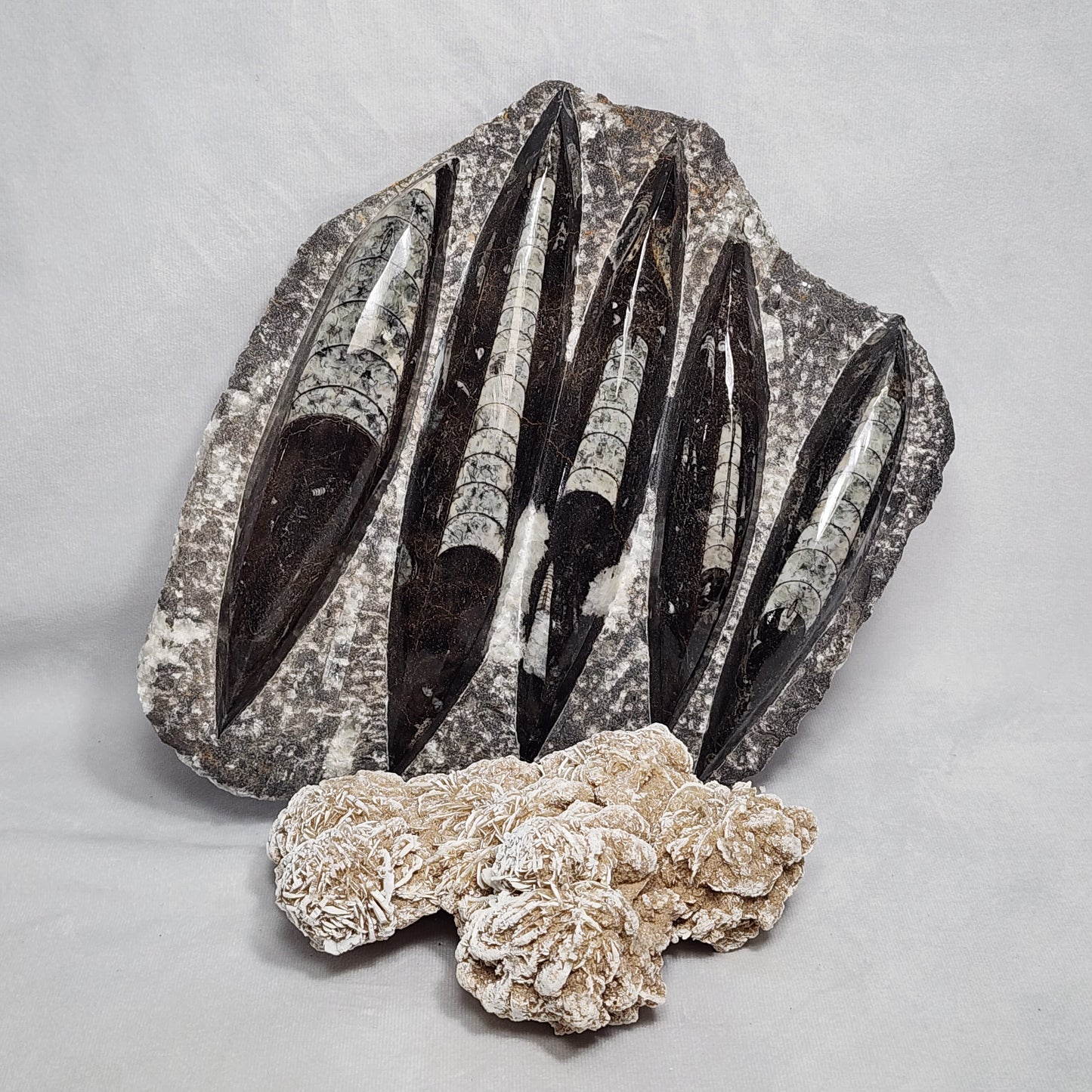 Gorgeous Orthoceras Plate