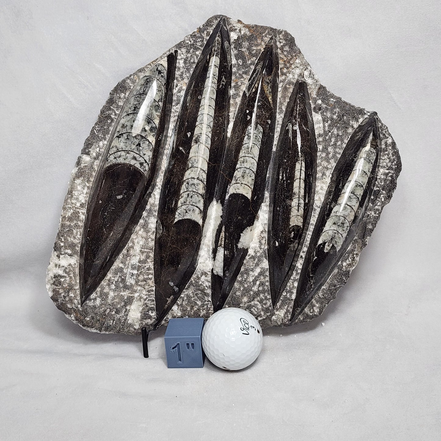 Gorgeous Orthoceras Plate