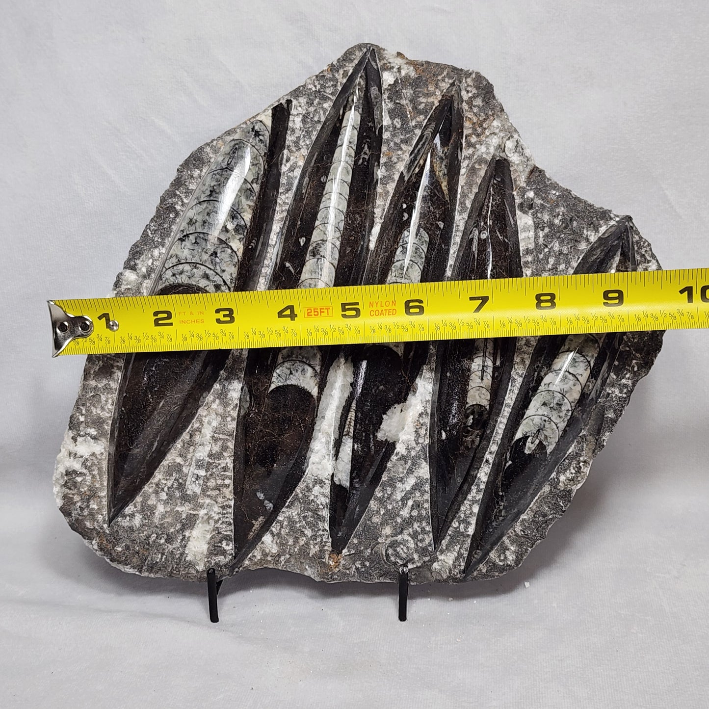 Gorgeous Orthoceras Plate