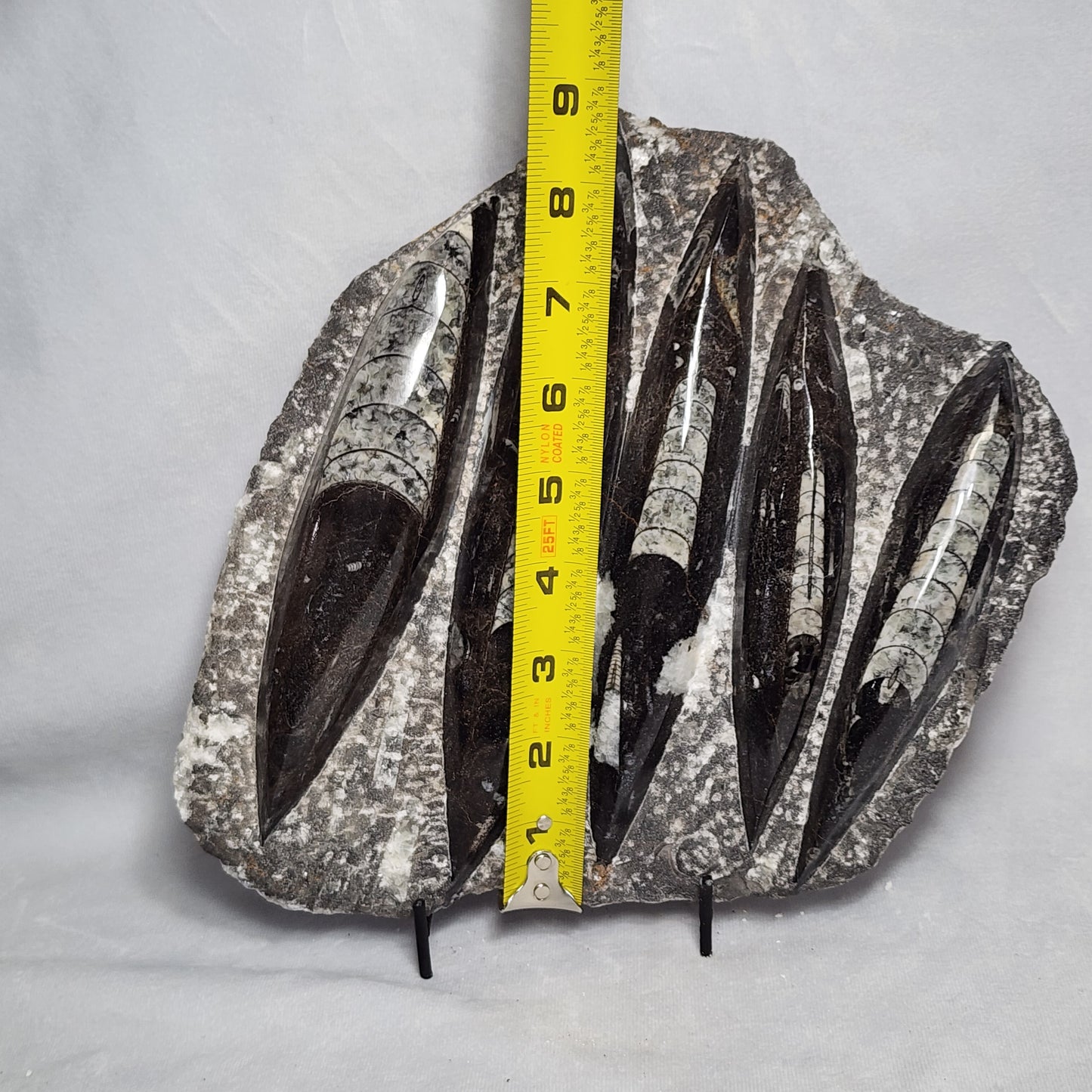 Gorgeous Orthoceras Plate