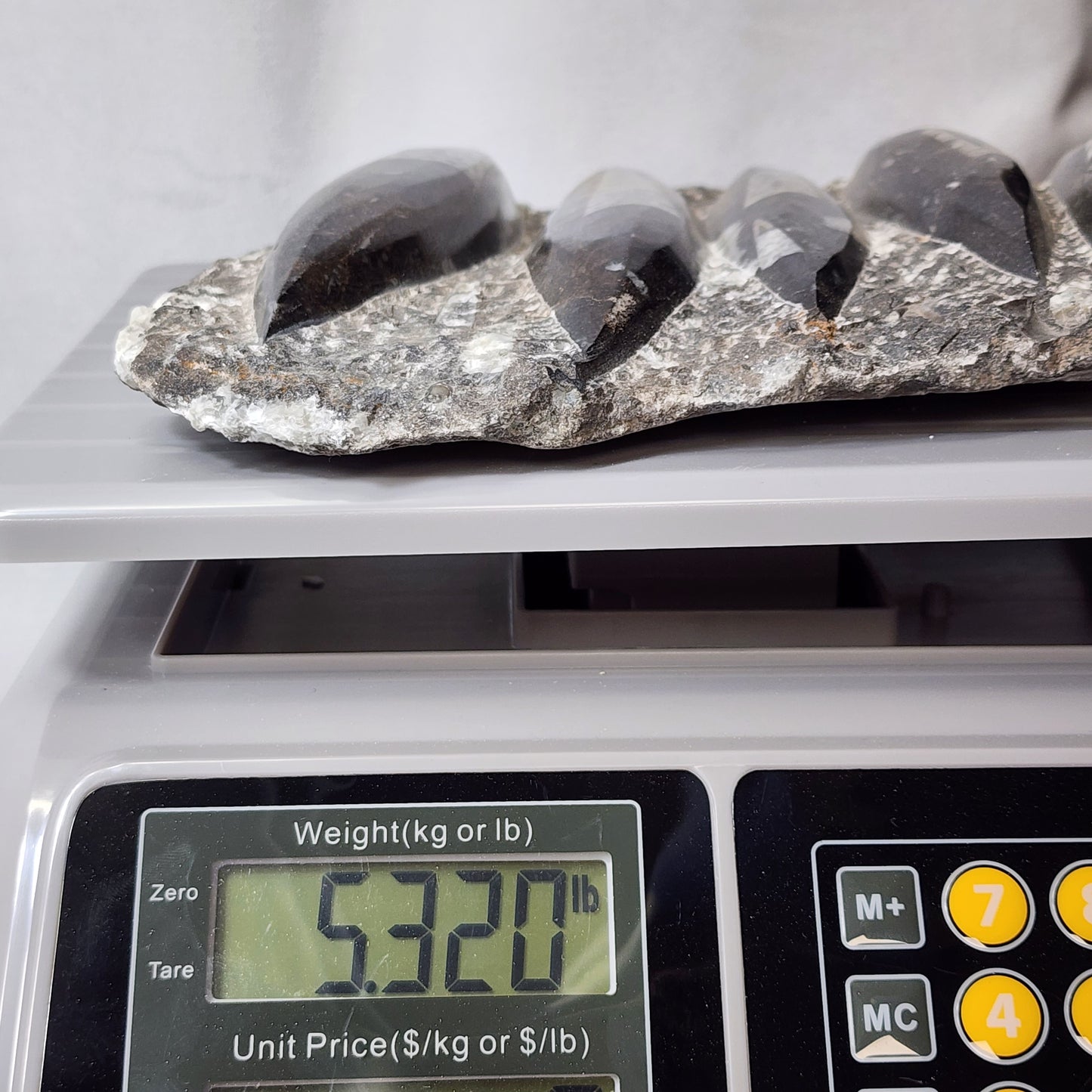 Gorgeous Orthoceras Plate