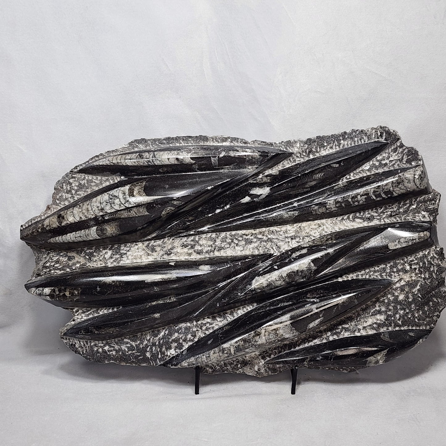 Awesome Orthoceras Plate