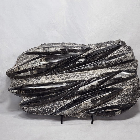 Awesome Orthoceras Plate