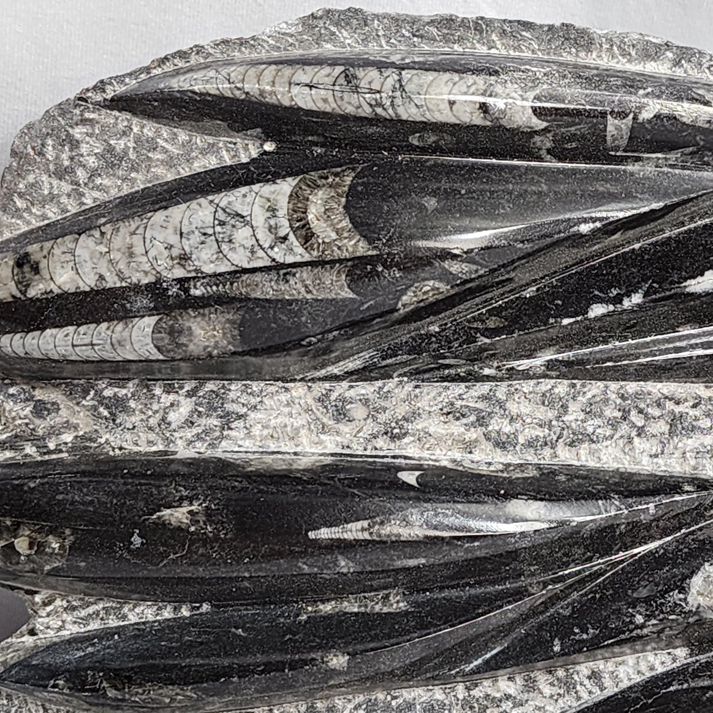 Awesome Orthoceras Plate