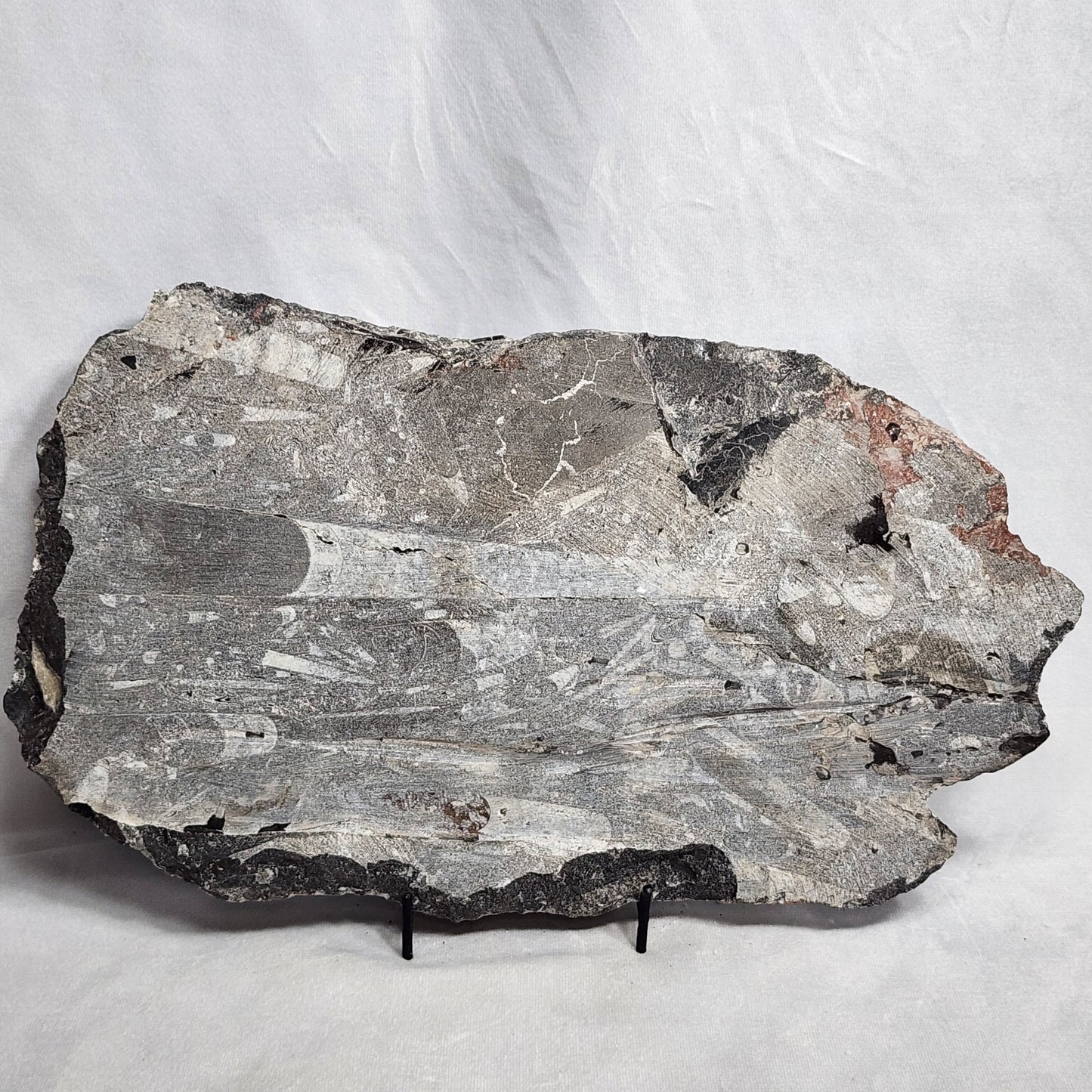Awesome Orthoceras Plate
