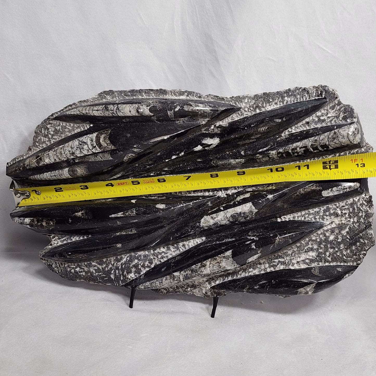 Awesome Orthoceras Plate