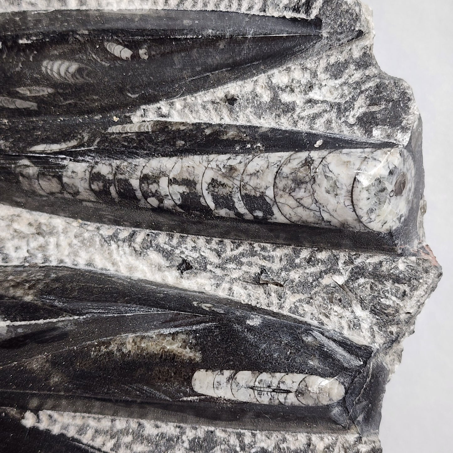 Awesome Orthoceras Plate
