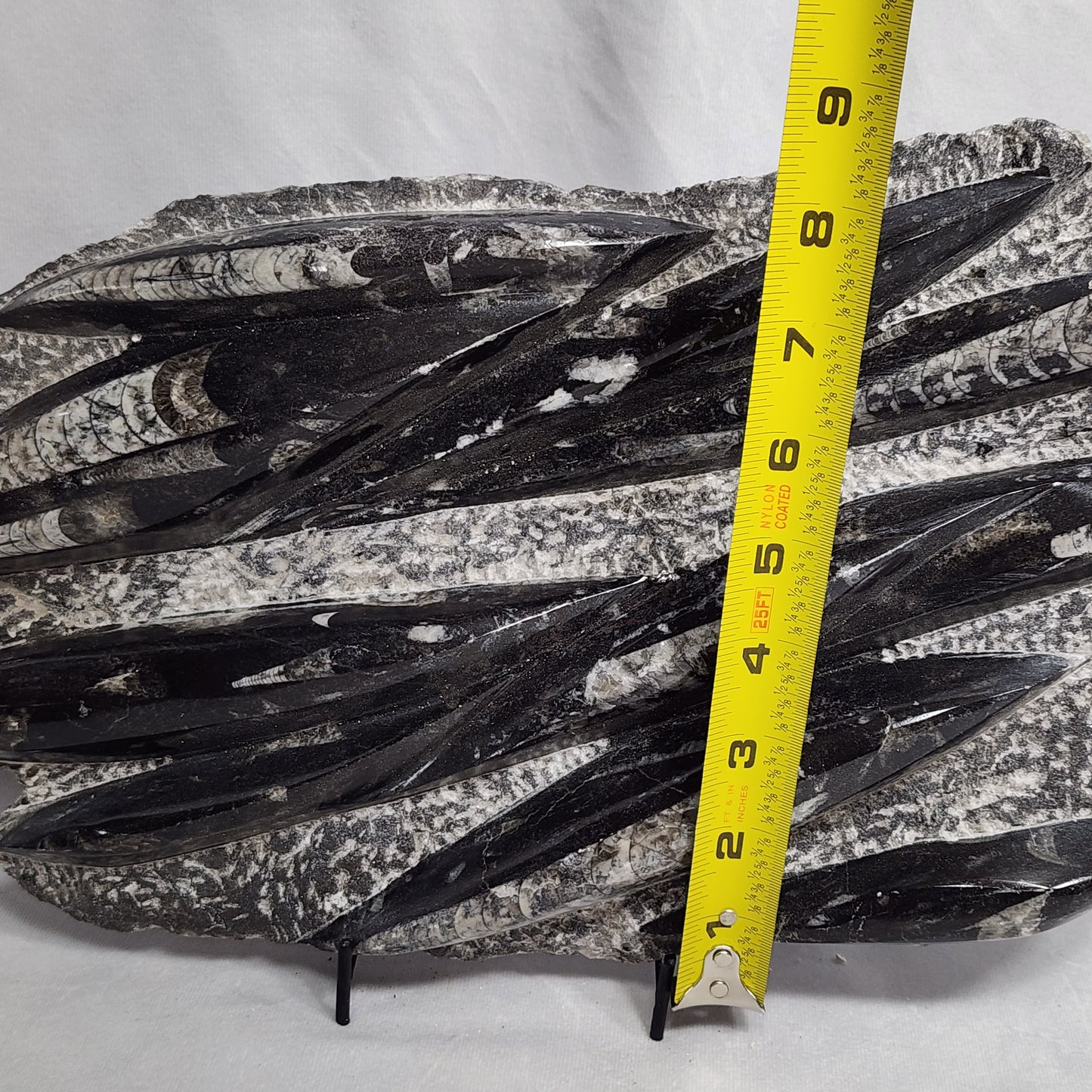 Awesome Orthoceras Plate
