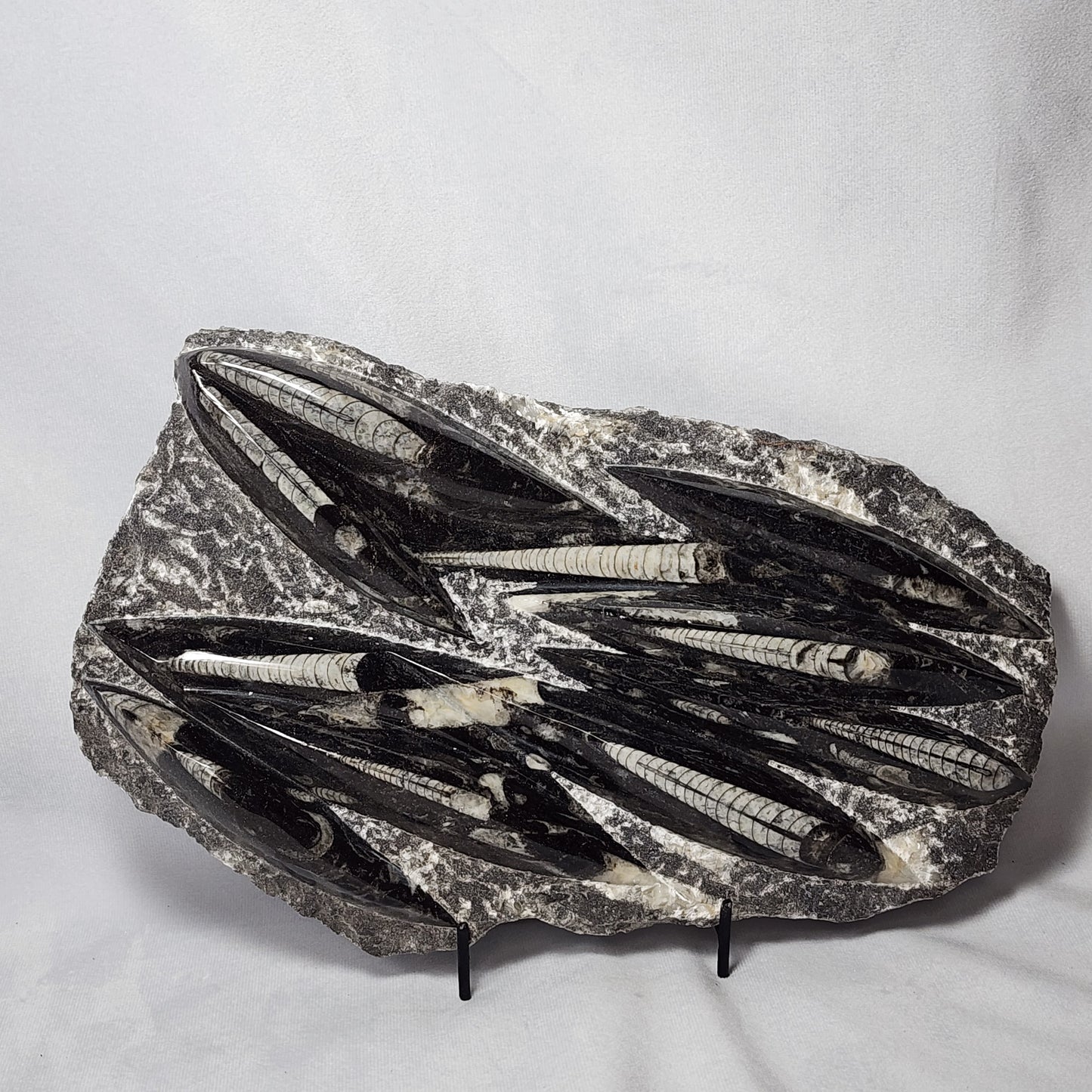 Appealing Orthoceras Plate