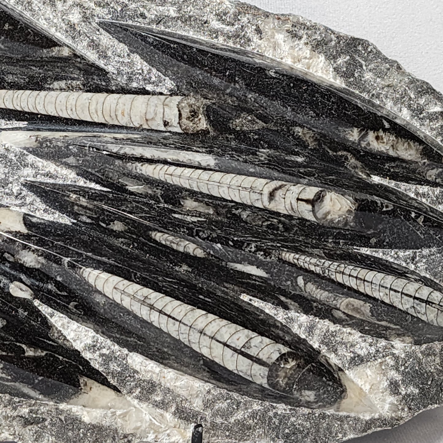 Appealing Orthoceras Plate