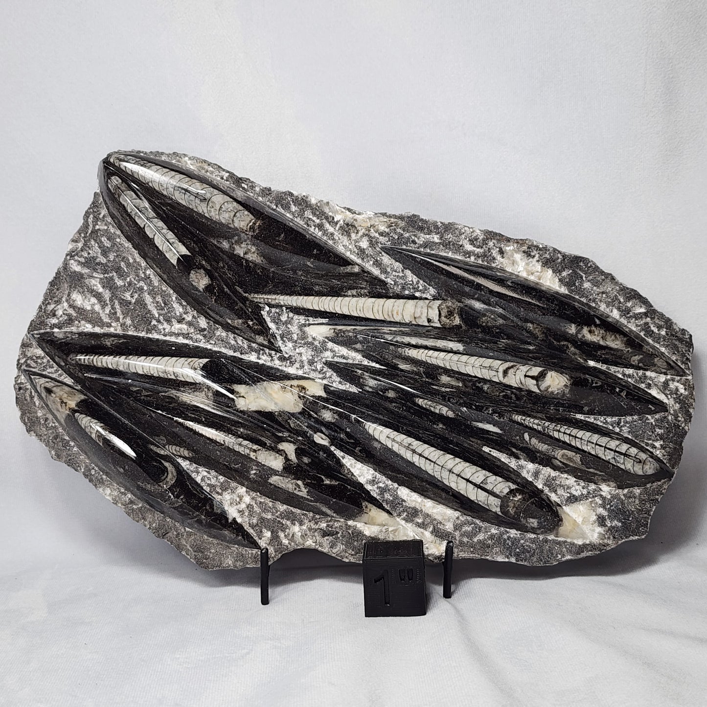 Appealing Orthoceras Plate