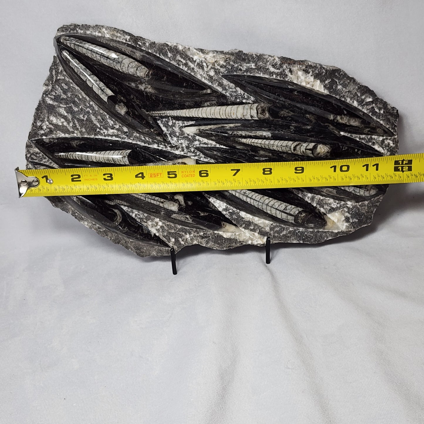 Appealing Orthoceras Plate