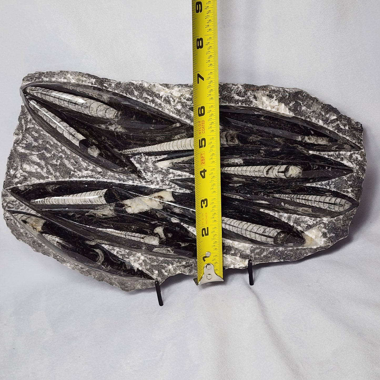 Appealing Orthoceras Plate