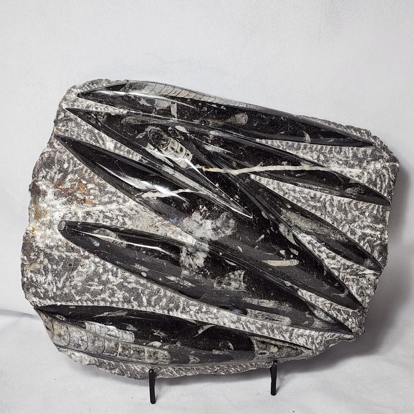 Remarkable Orthoceras Plate