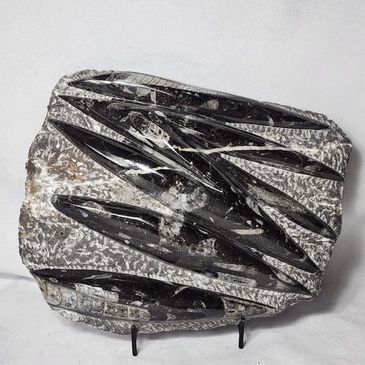 Remarkable Orthoceras Plate