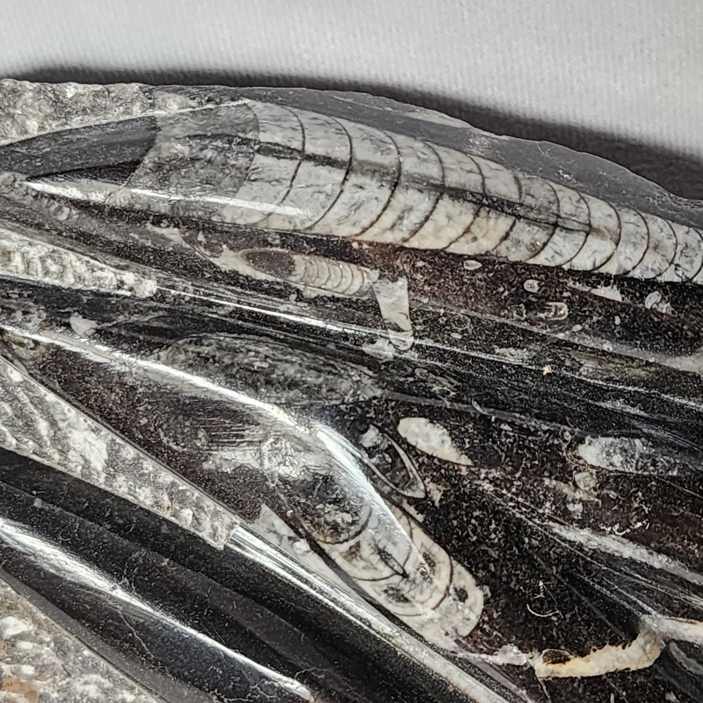 Remarkable Orthoceras Plate