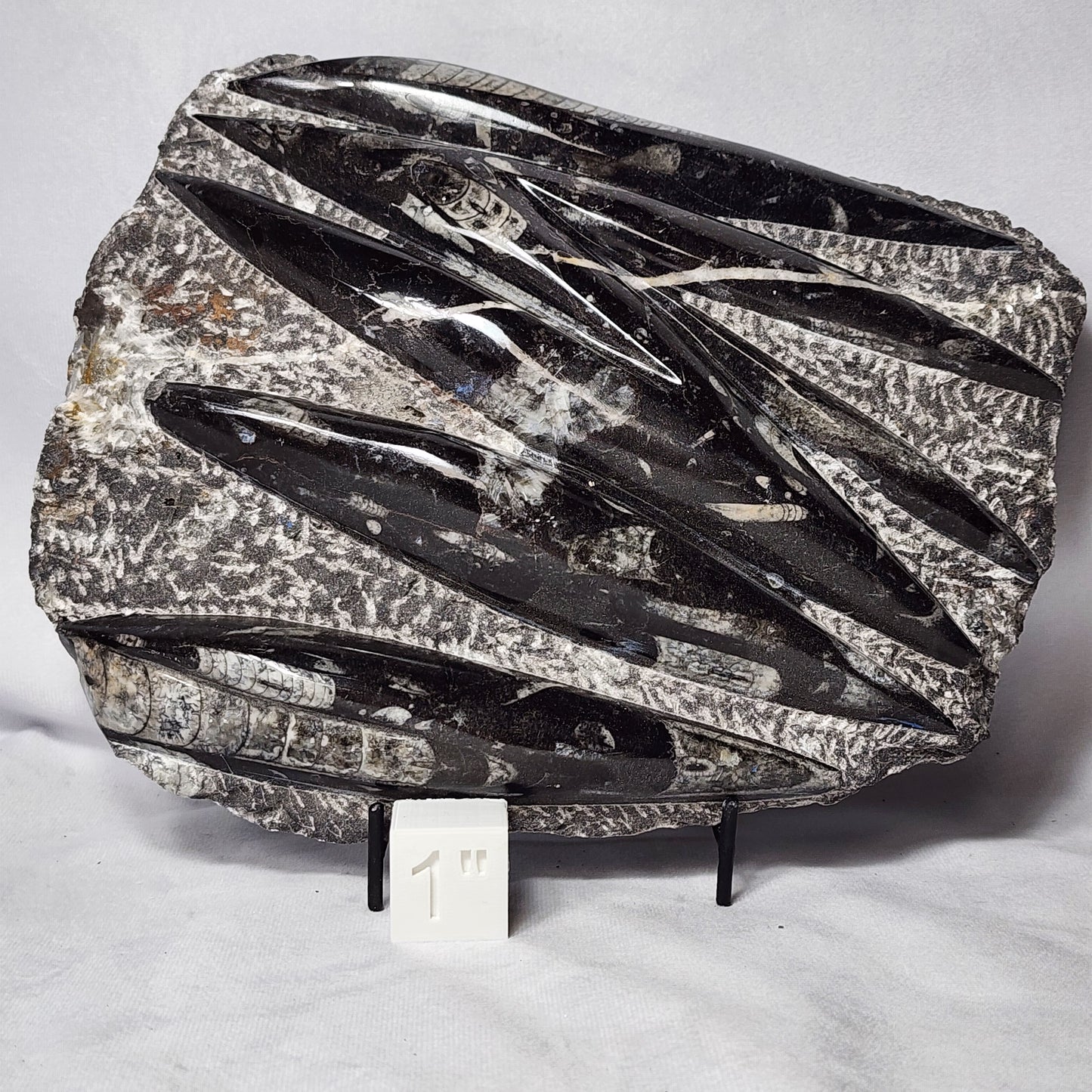 Remarkable Orthoceras Plate