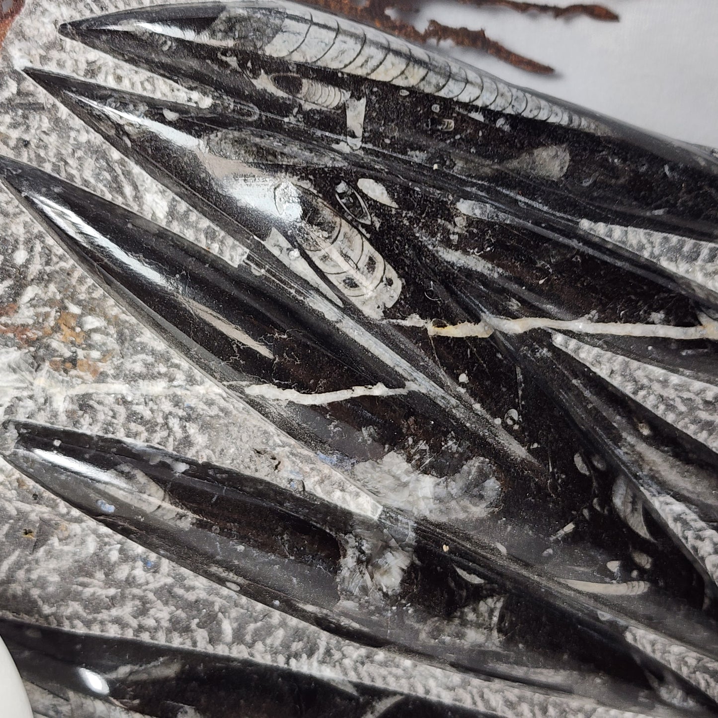 Remarkable Orthoceras Plate