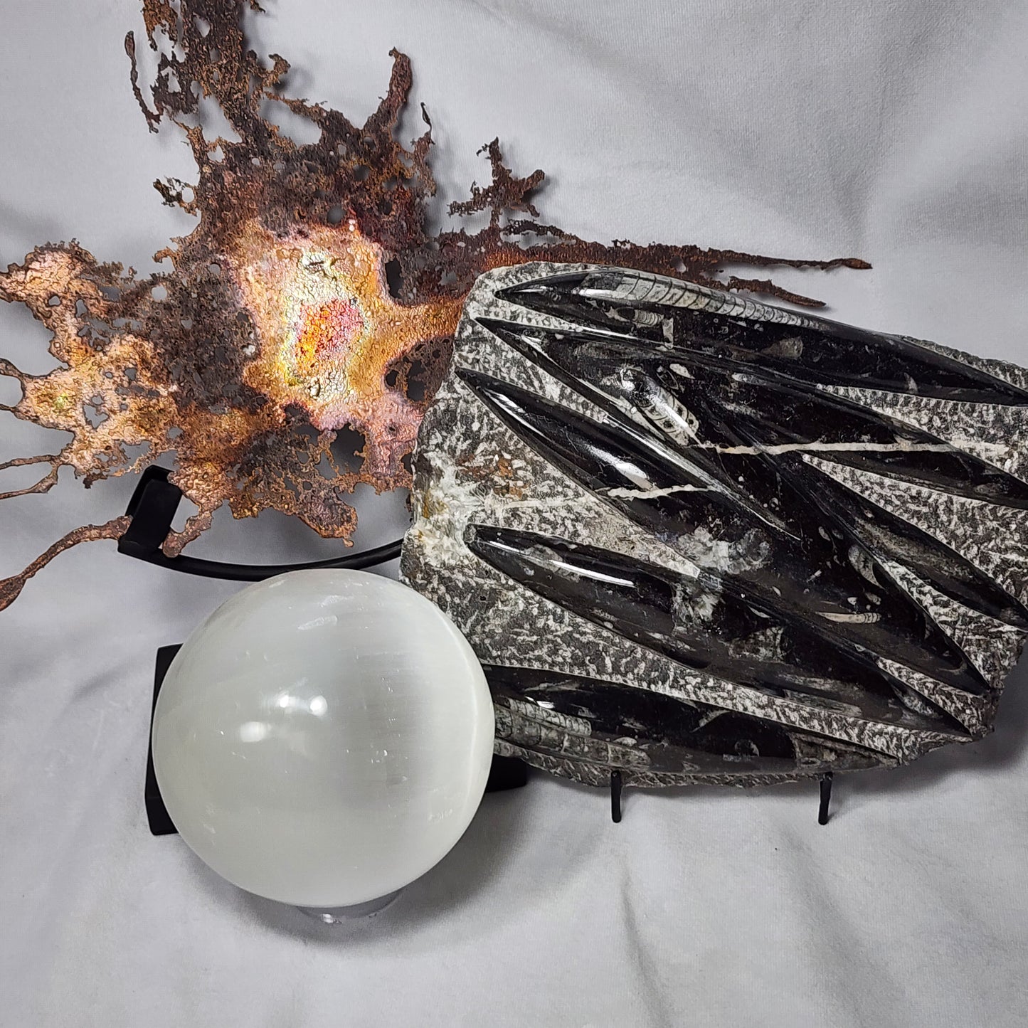 Remarkable Orthoceras Plate