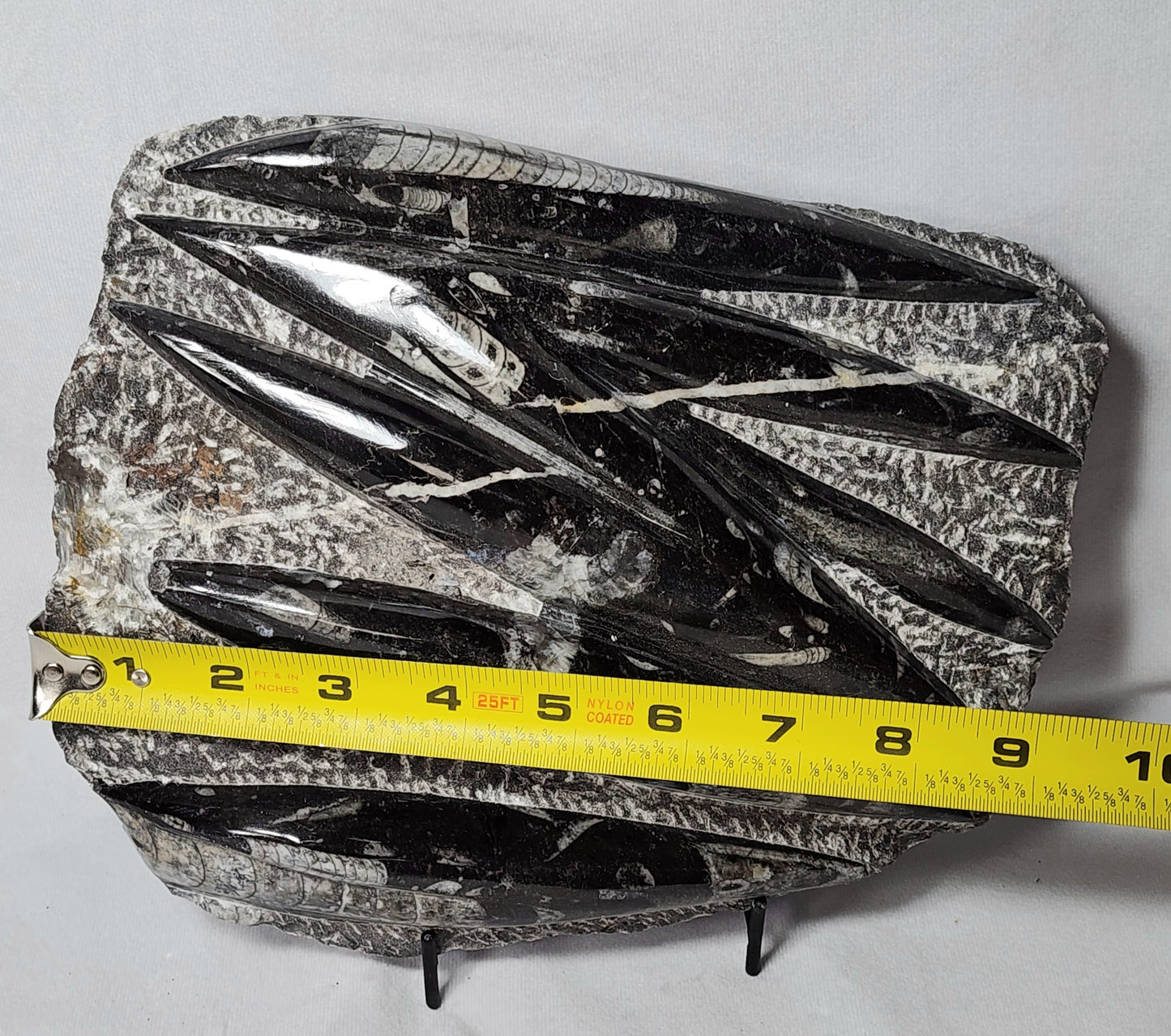 Remarkable Orthoceras Plate