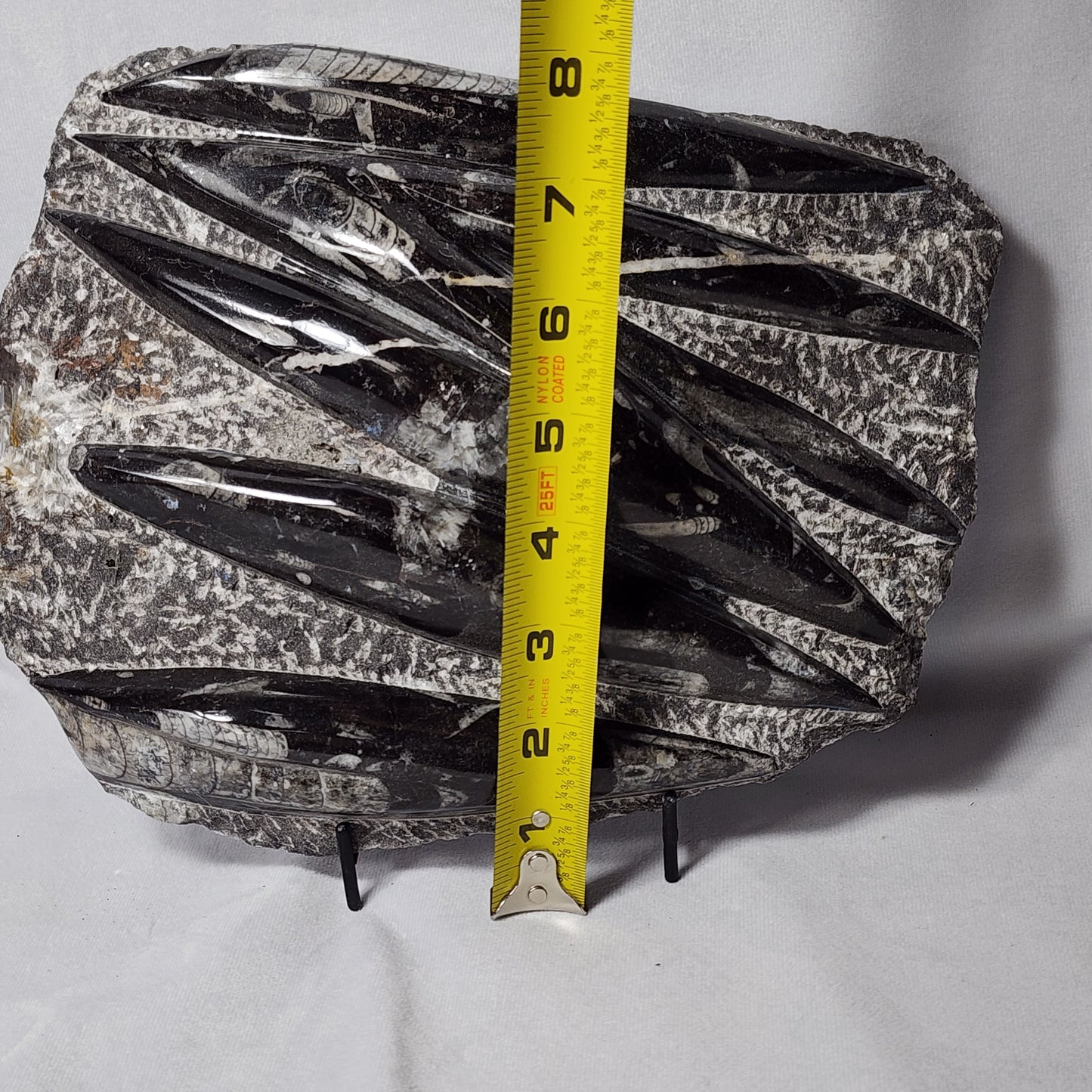 Remarkable Orthoceras Plate