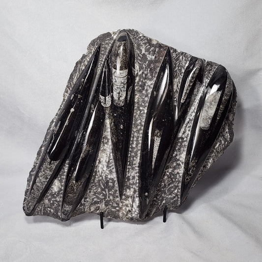 Pleasant Orthoceras Plate