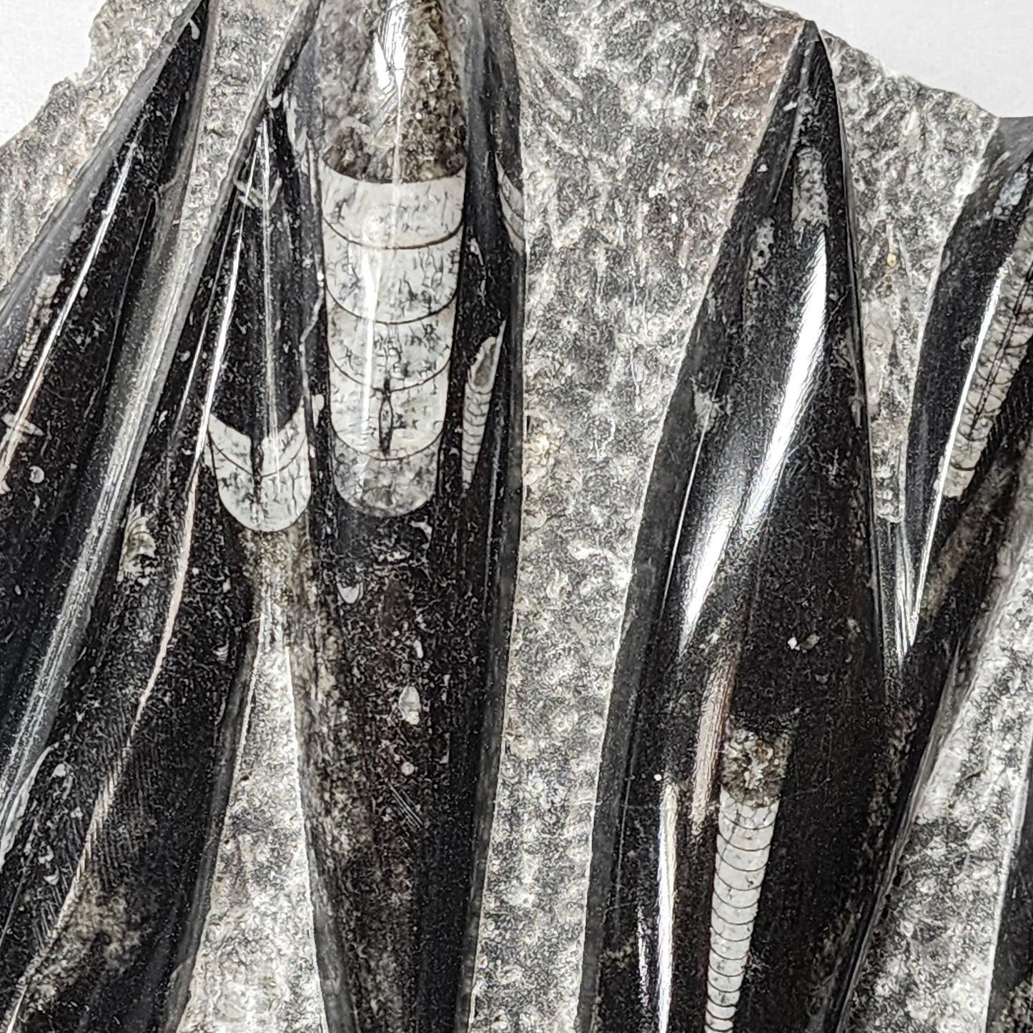 Pleasant Orthoceras Plate