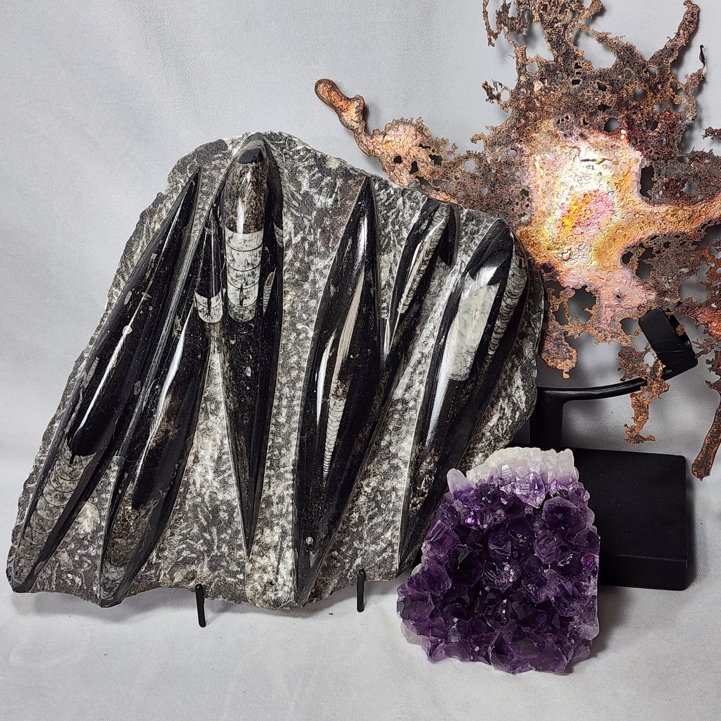 Pleasant Orthoceras Plate