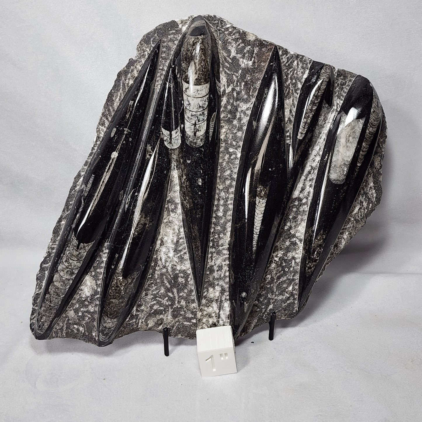 Pleasant Orthoceras Plate